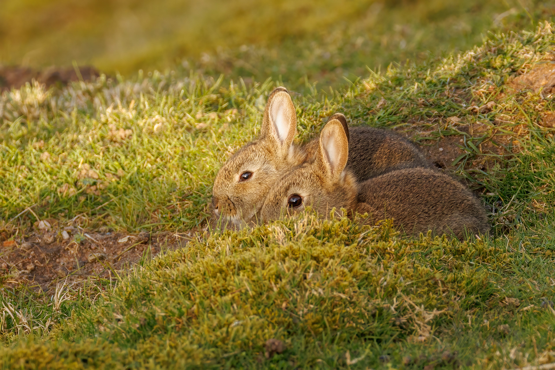 Bunnies!