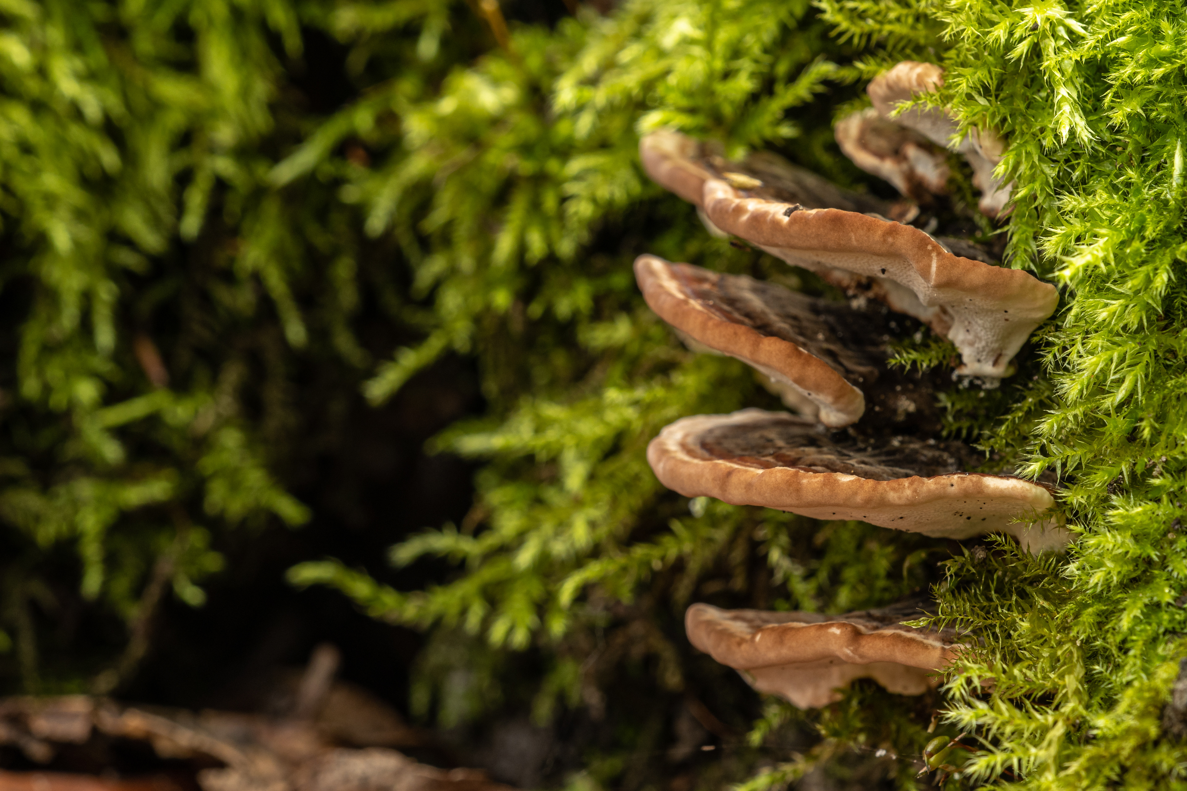 Turkey Tail