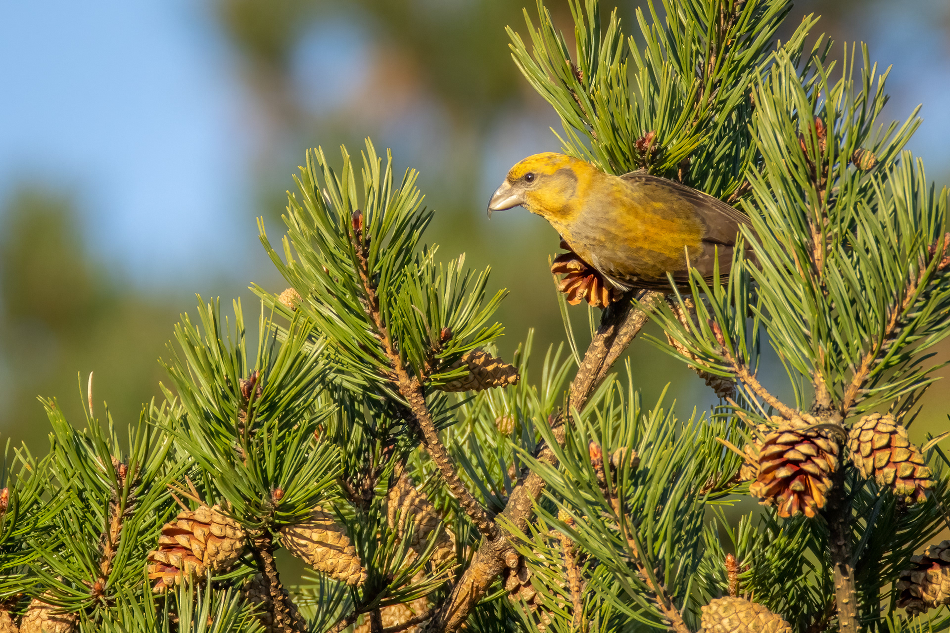 Crossbill (female)