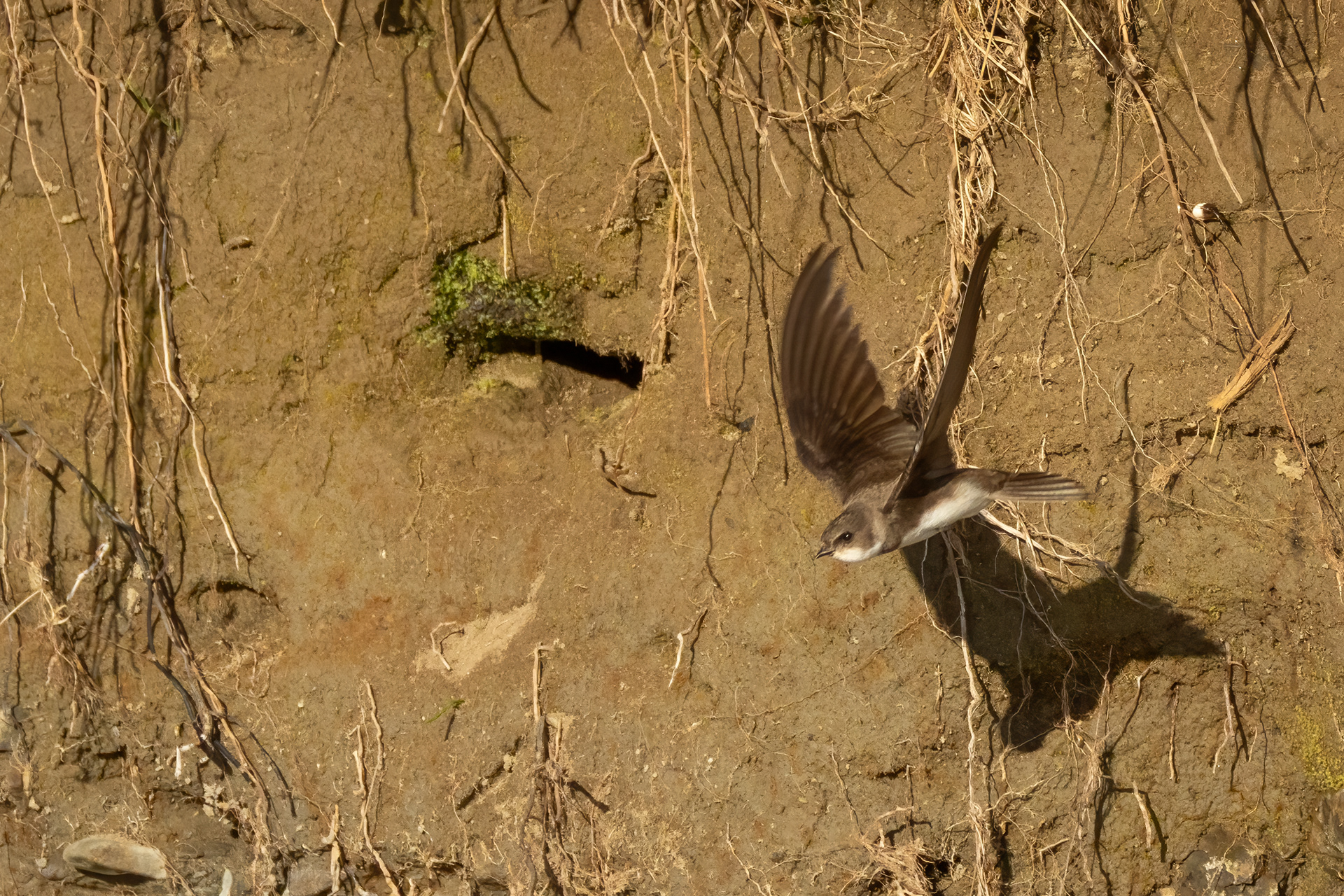 Sand Martin