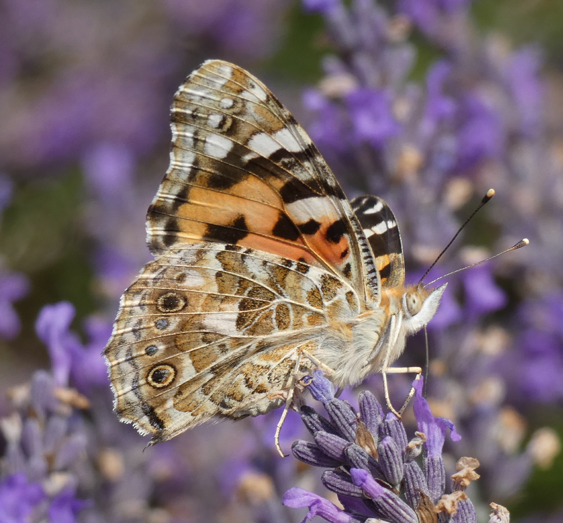 Painted Lady Butterfly