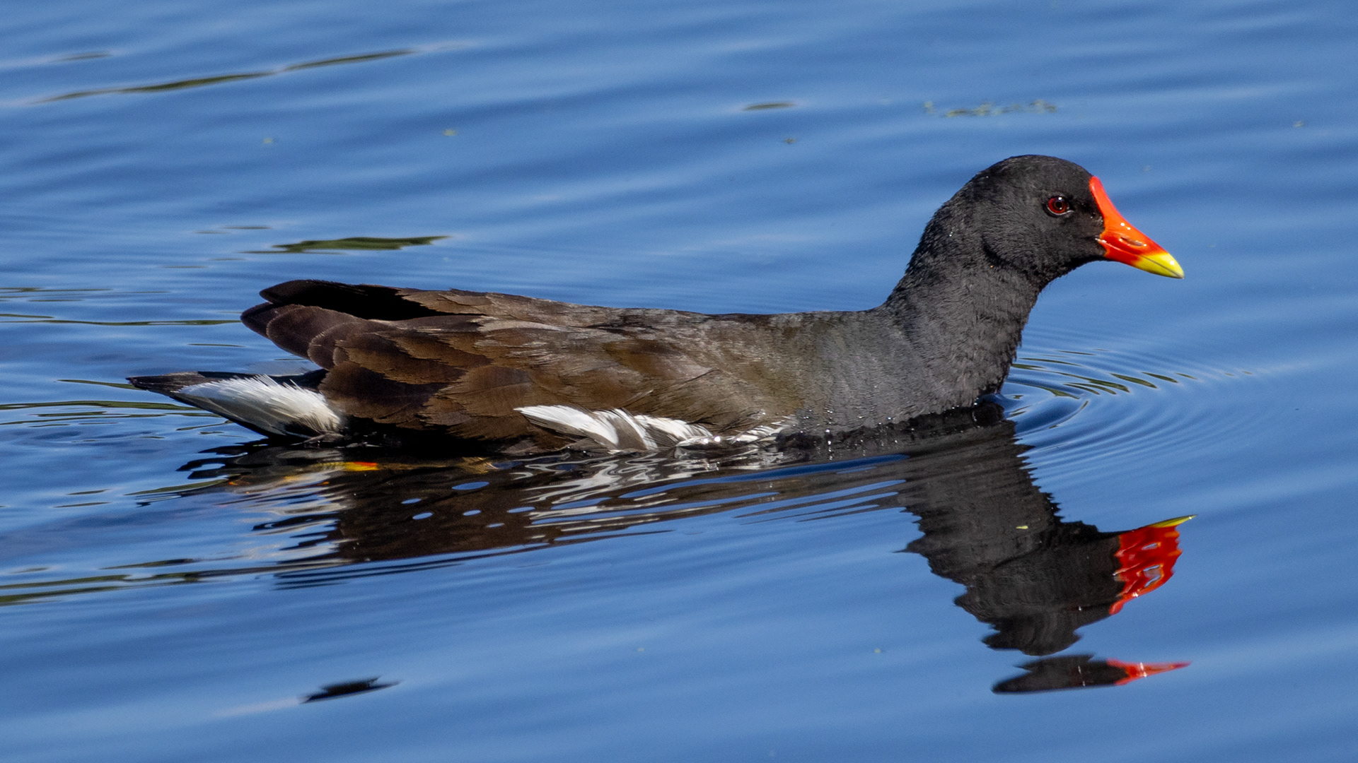 Moorhen