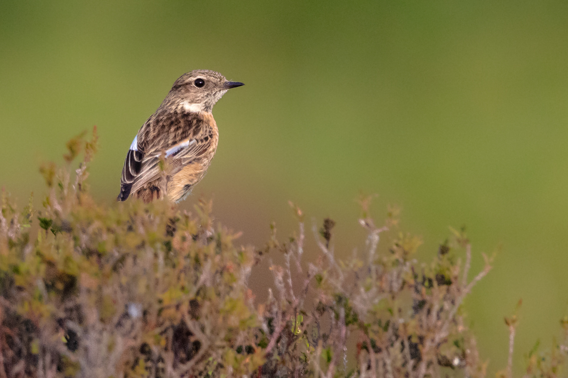 Stonechat (female)