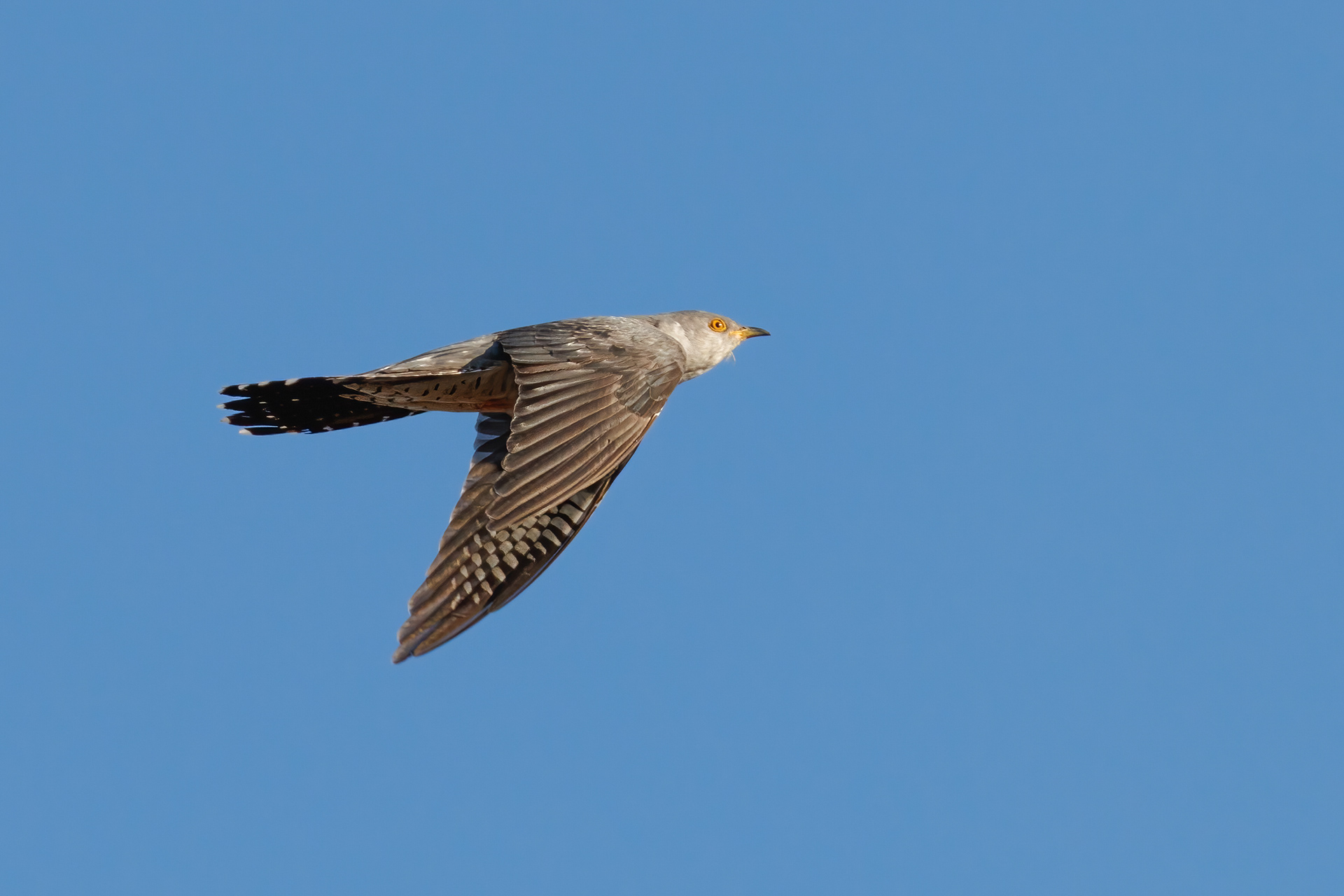 Cuckoo