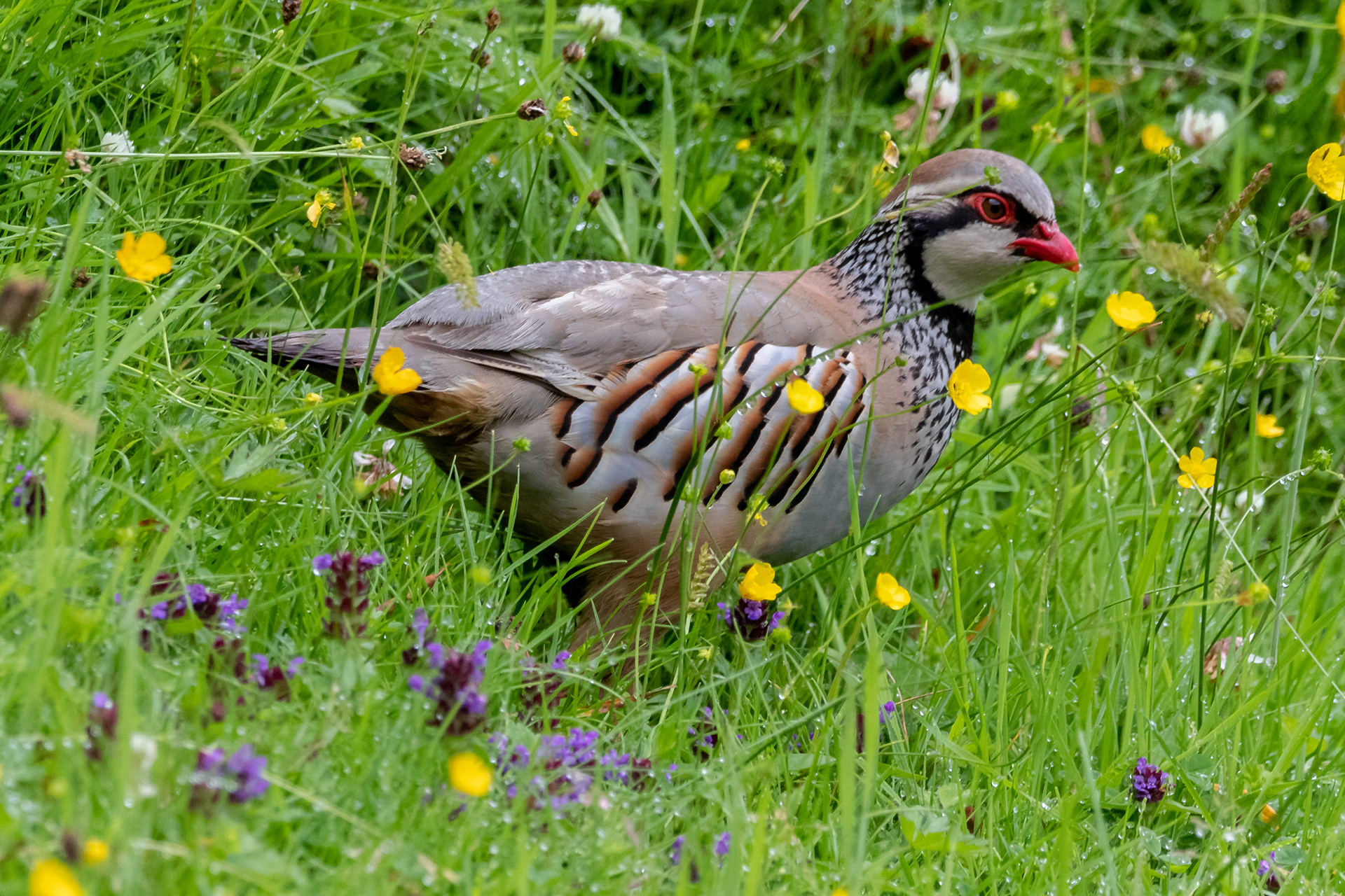 Red Partridge
