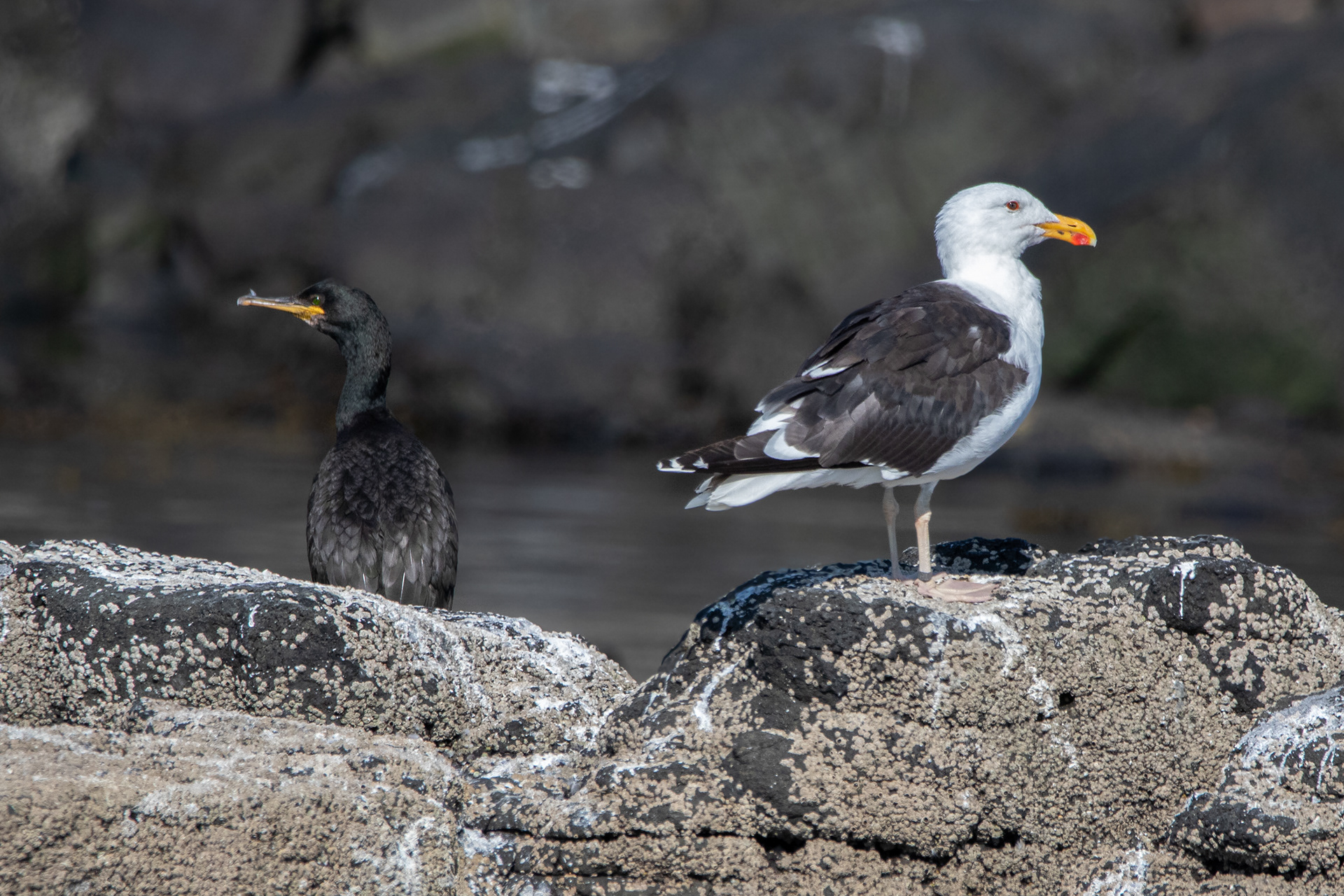 Cormorant and Lesser Black-Backed Gull