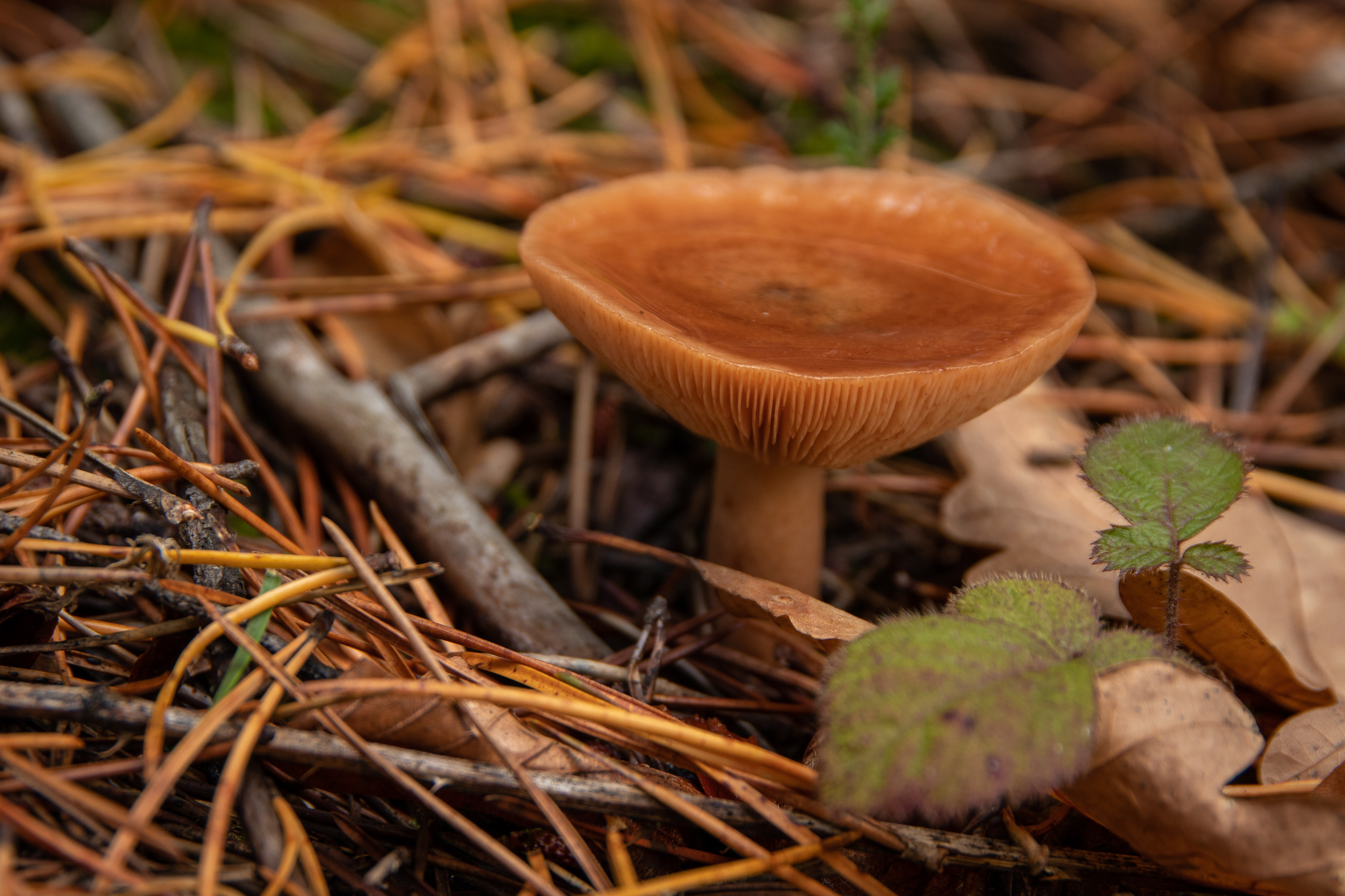 Milkcap