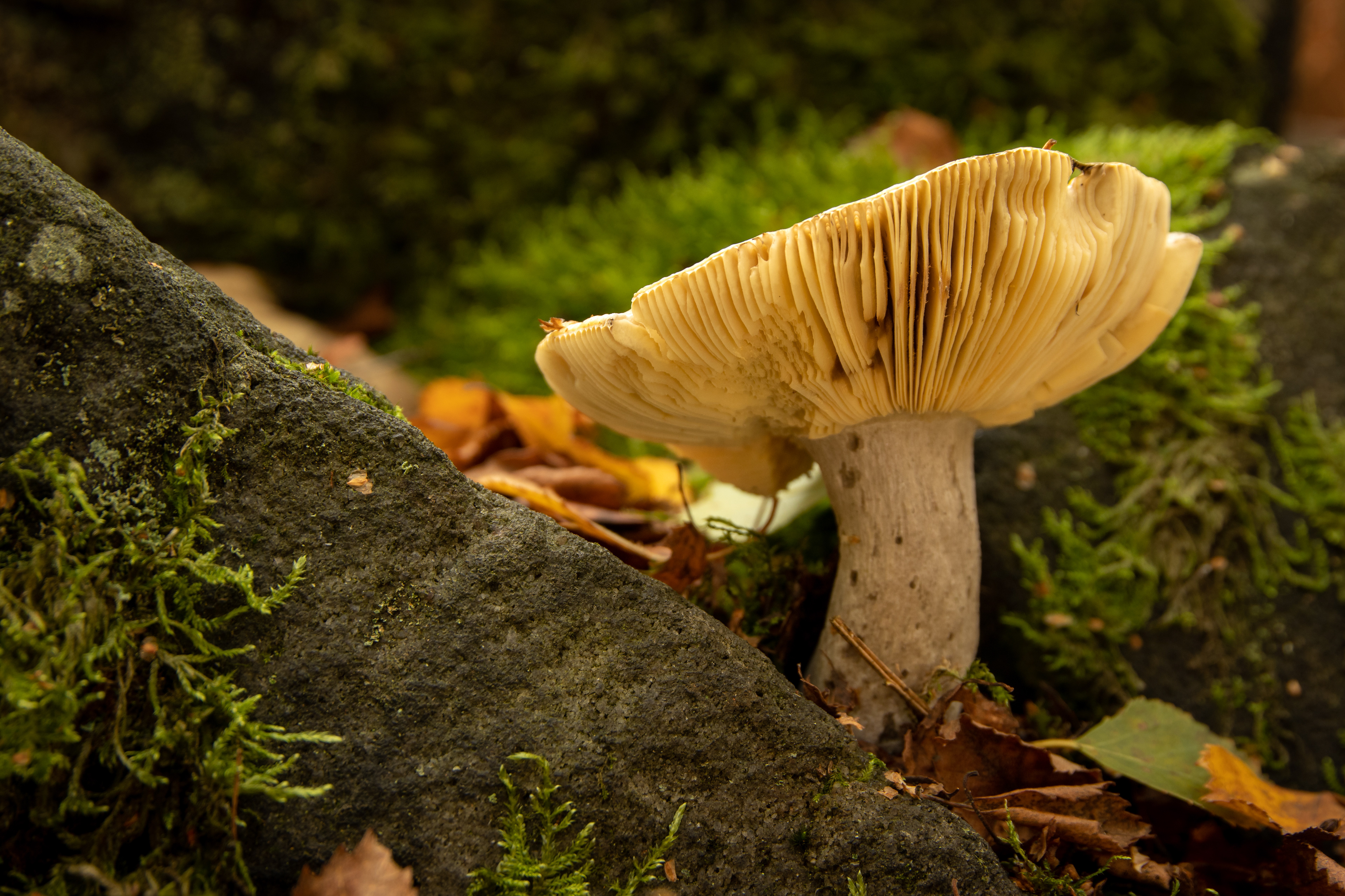 Yellow Brittlegill