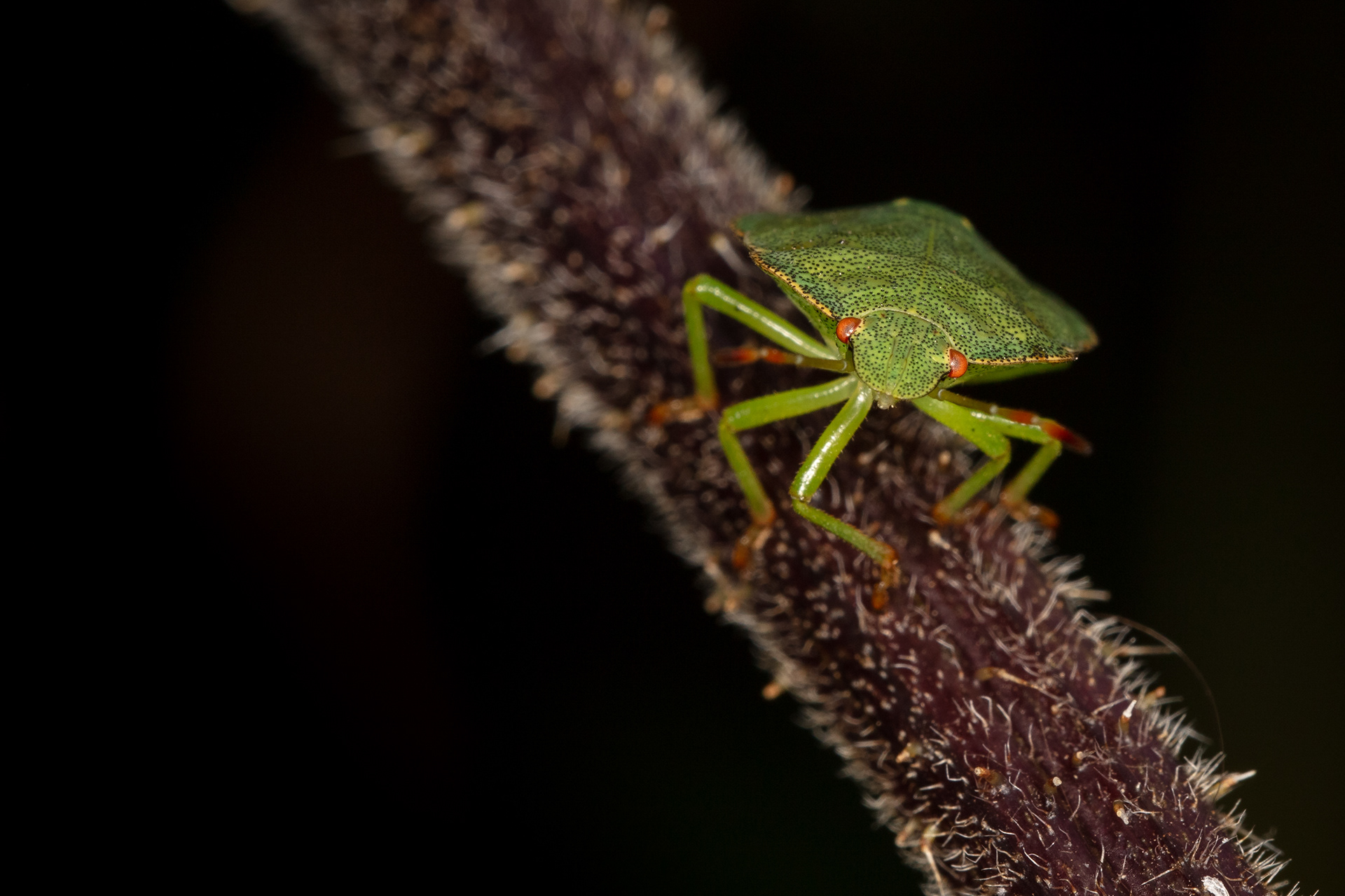 Green Shieldbug
