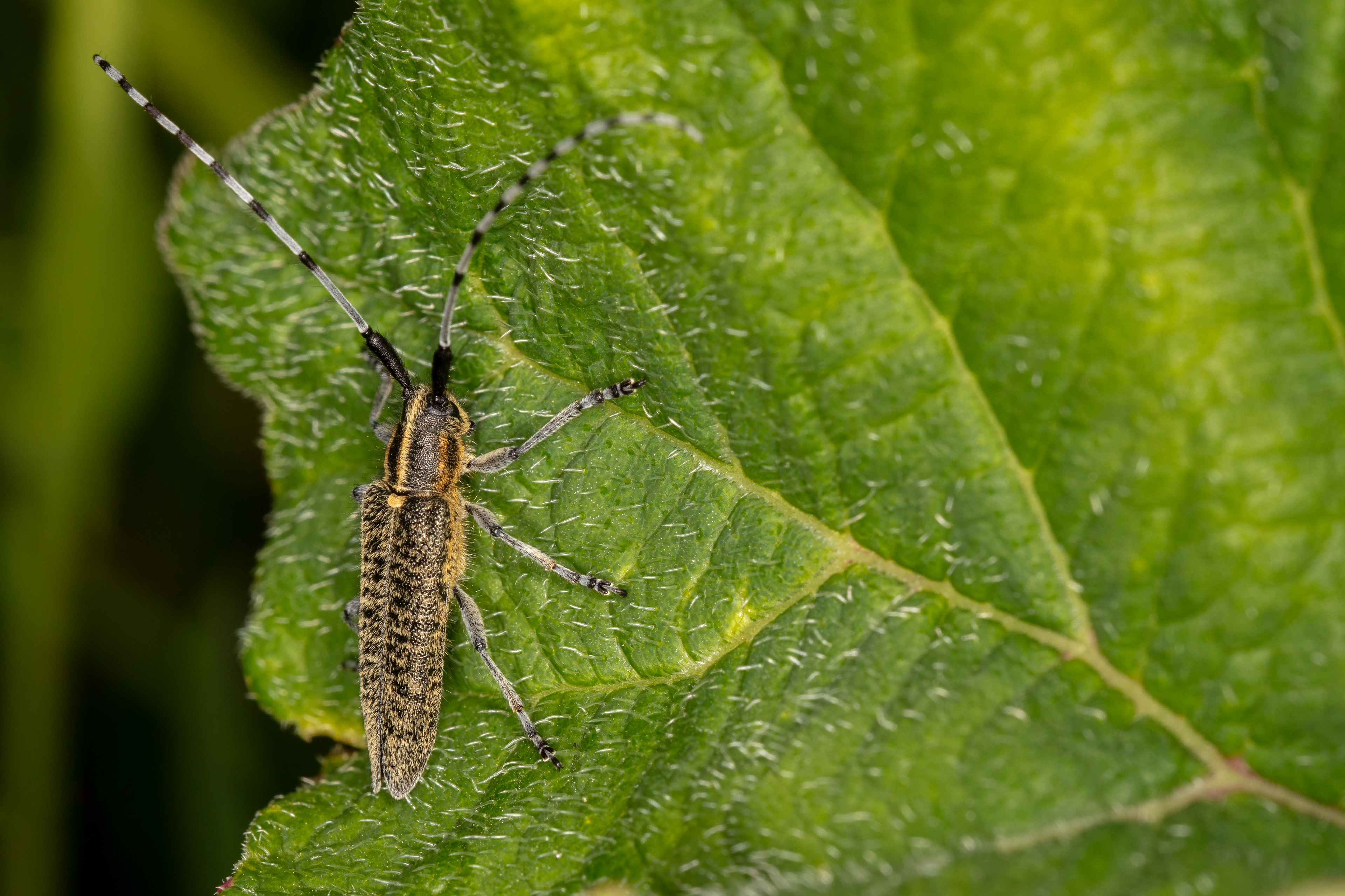 Golden-bloomed Grey Longhorn Beetle