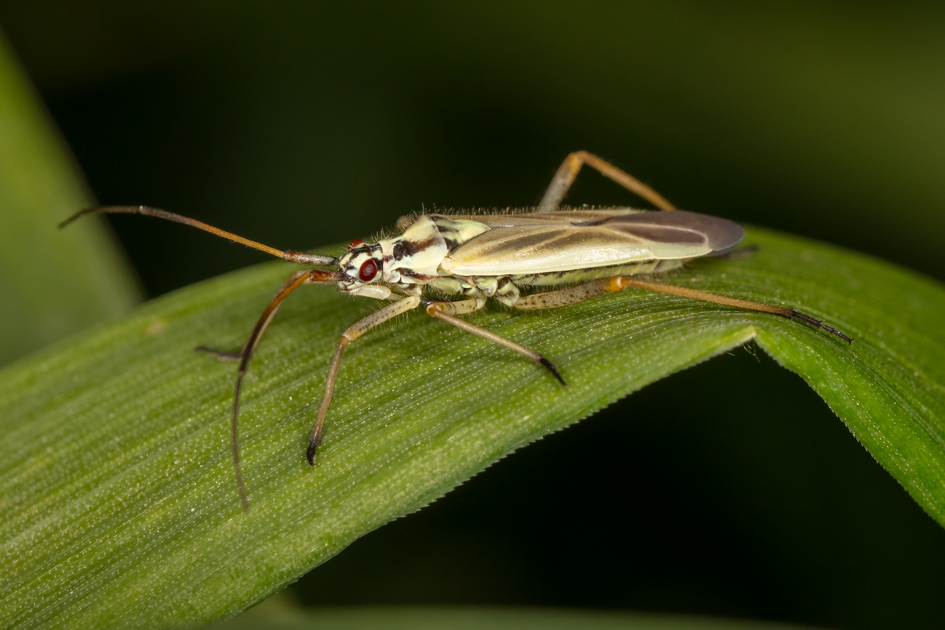 Meadow Plant Bug (male)