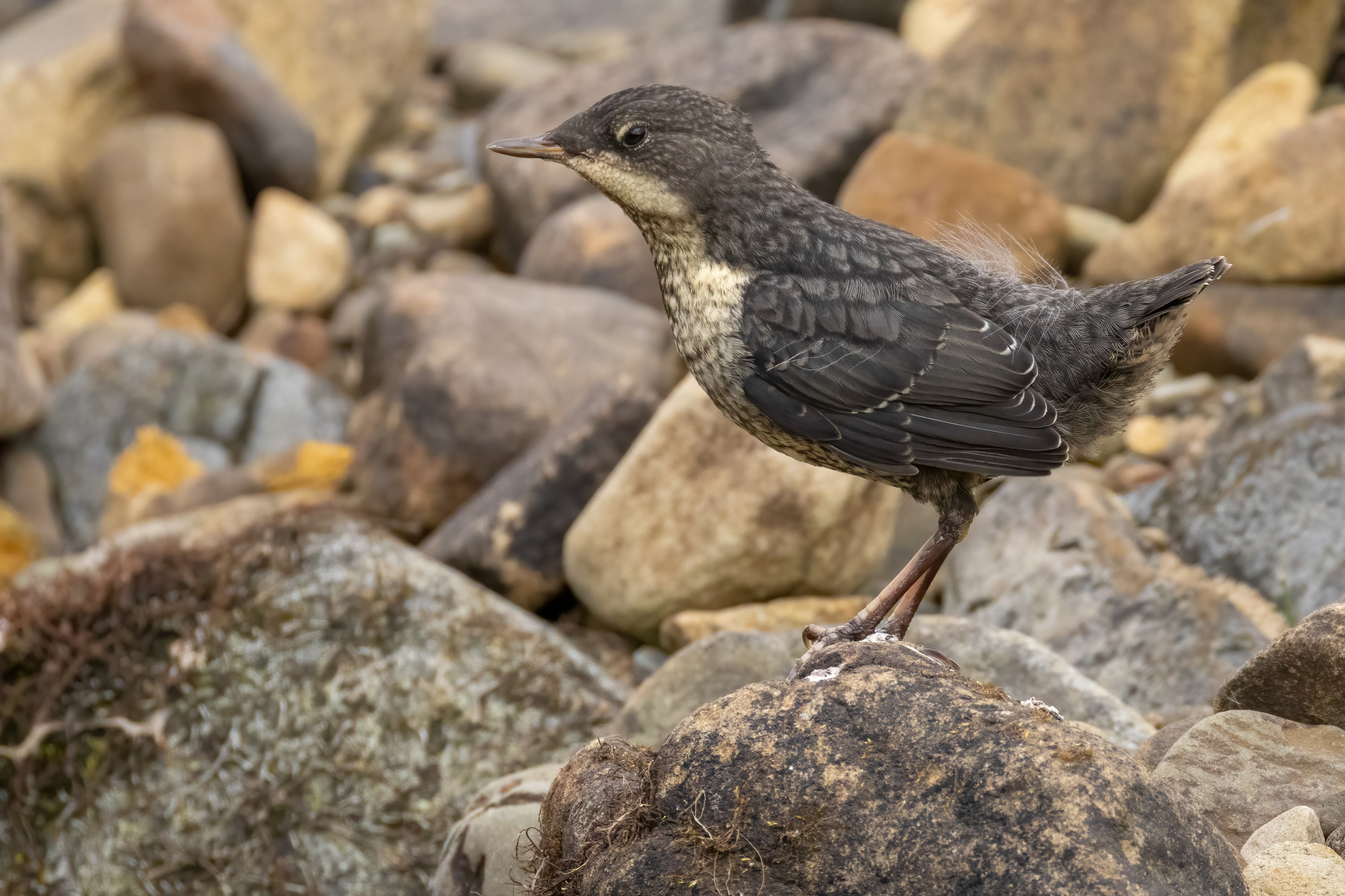 Dipper (juvenile)