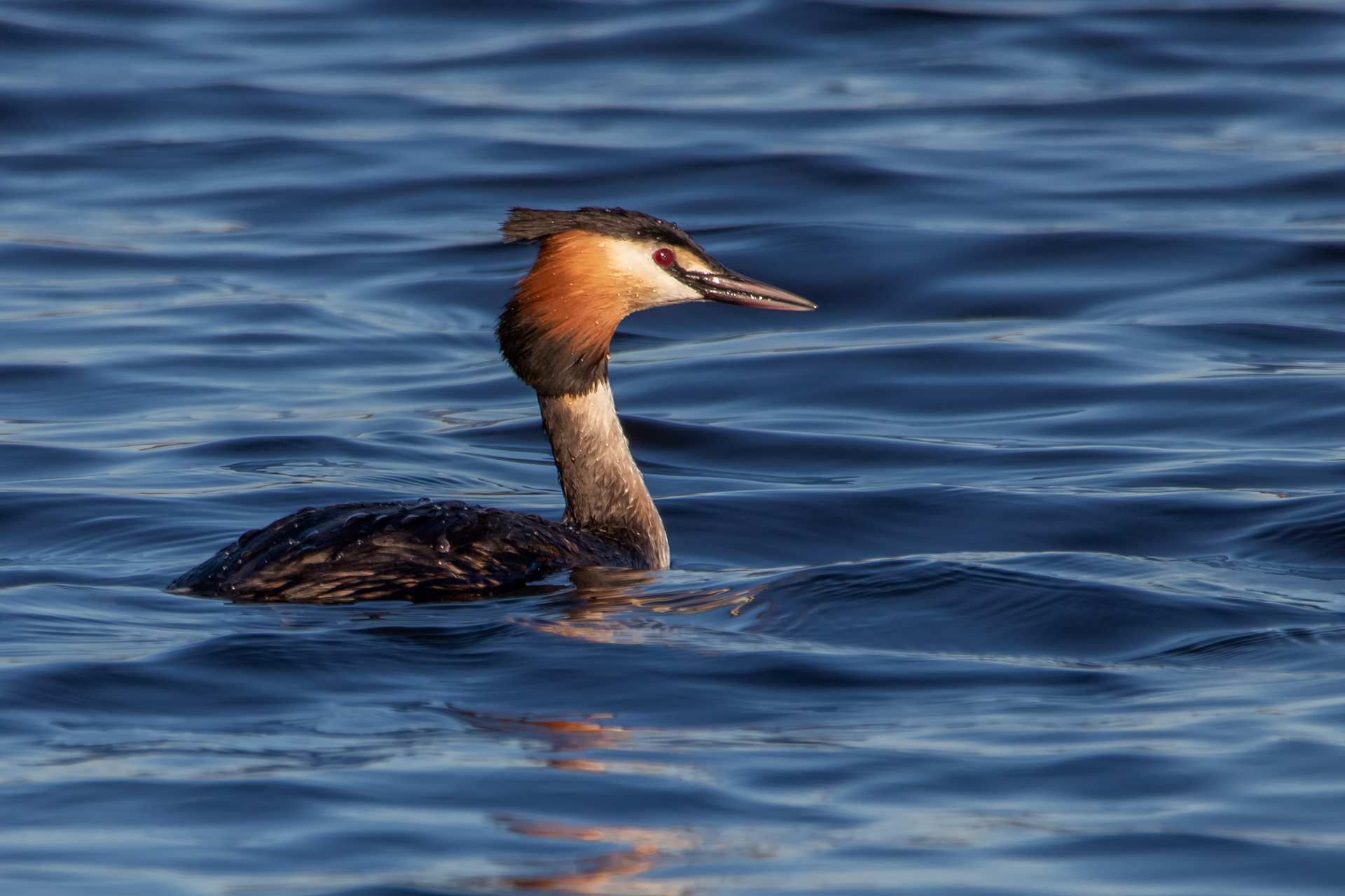 Great Crested Grebe