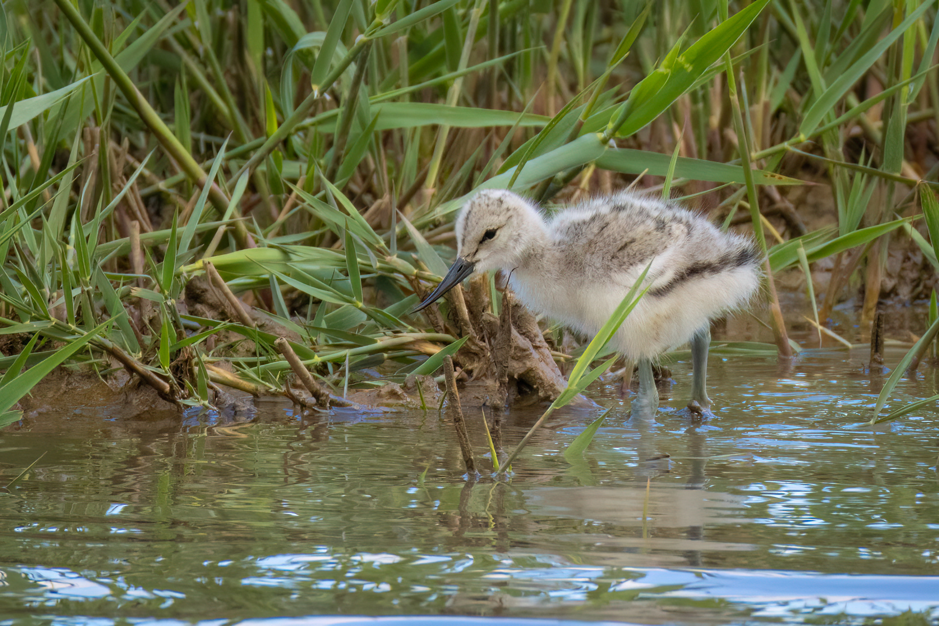 Avocet (chick)