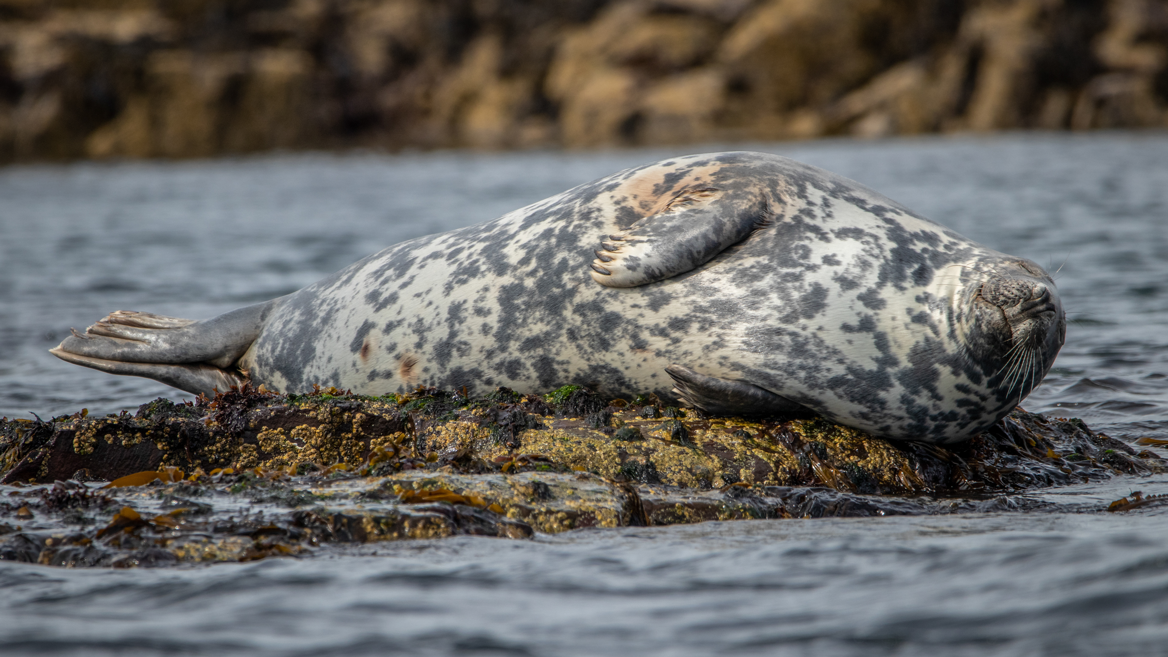 Grey Seal