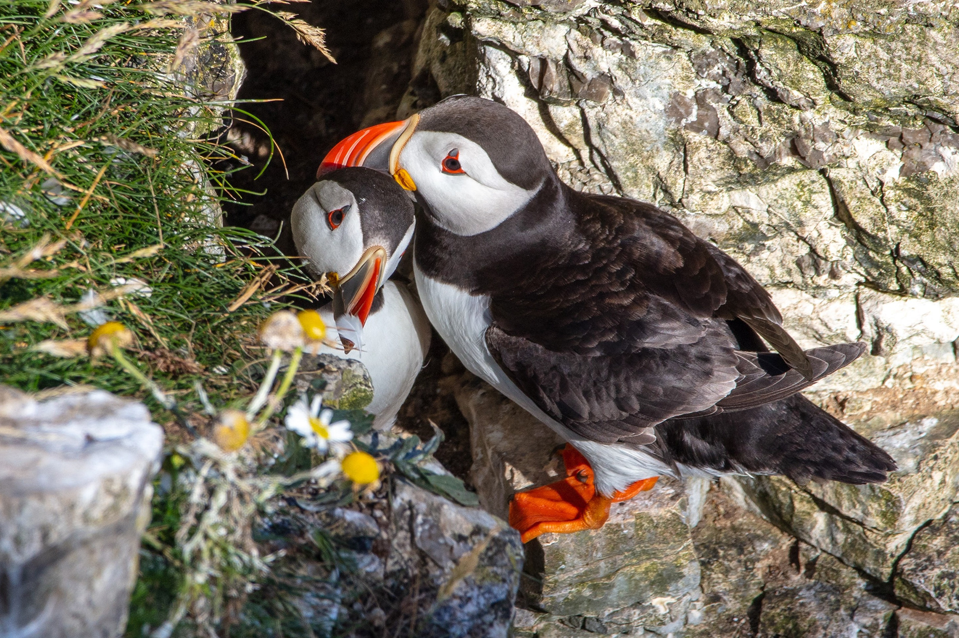 Puffins