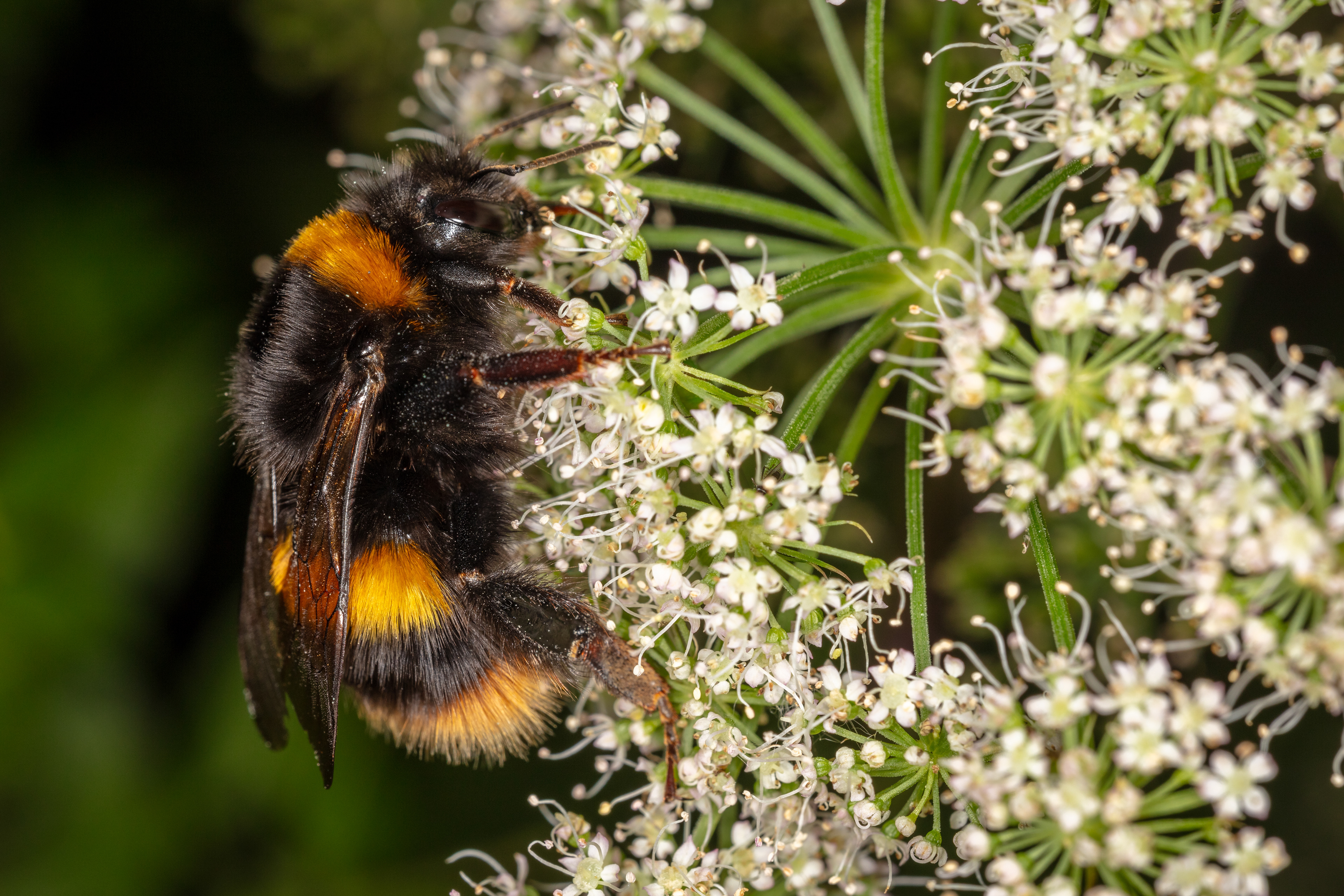 Buff-tailed bumblebee (Queen)