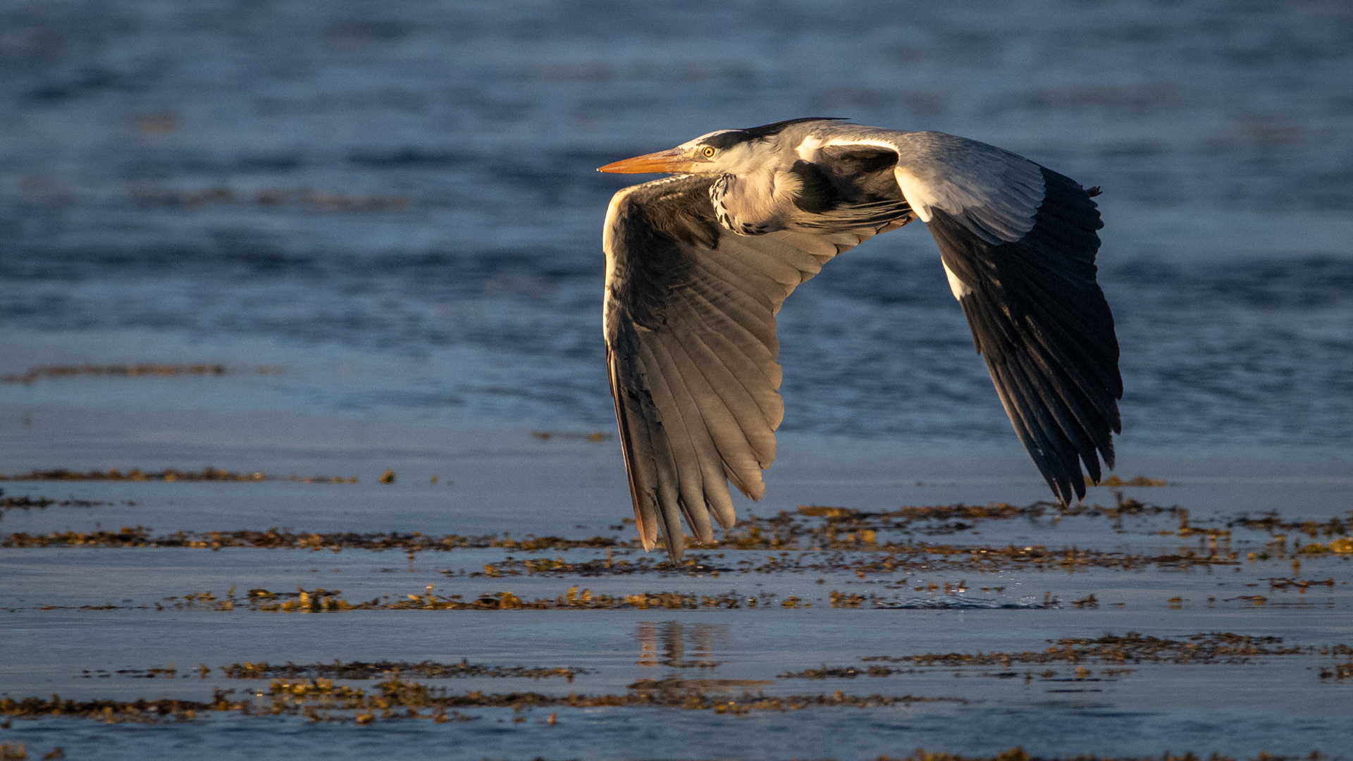 Grey Heron
