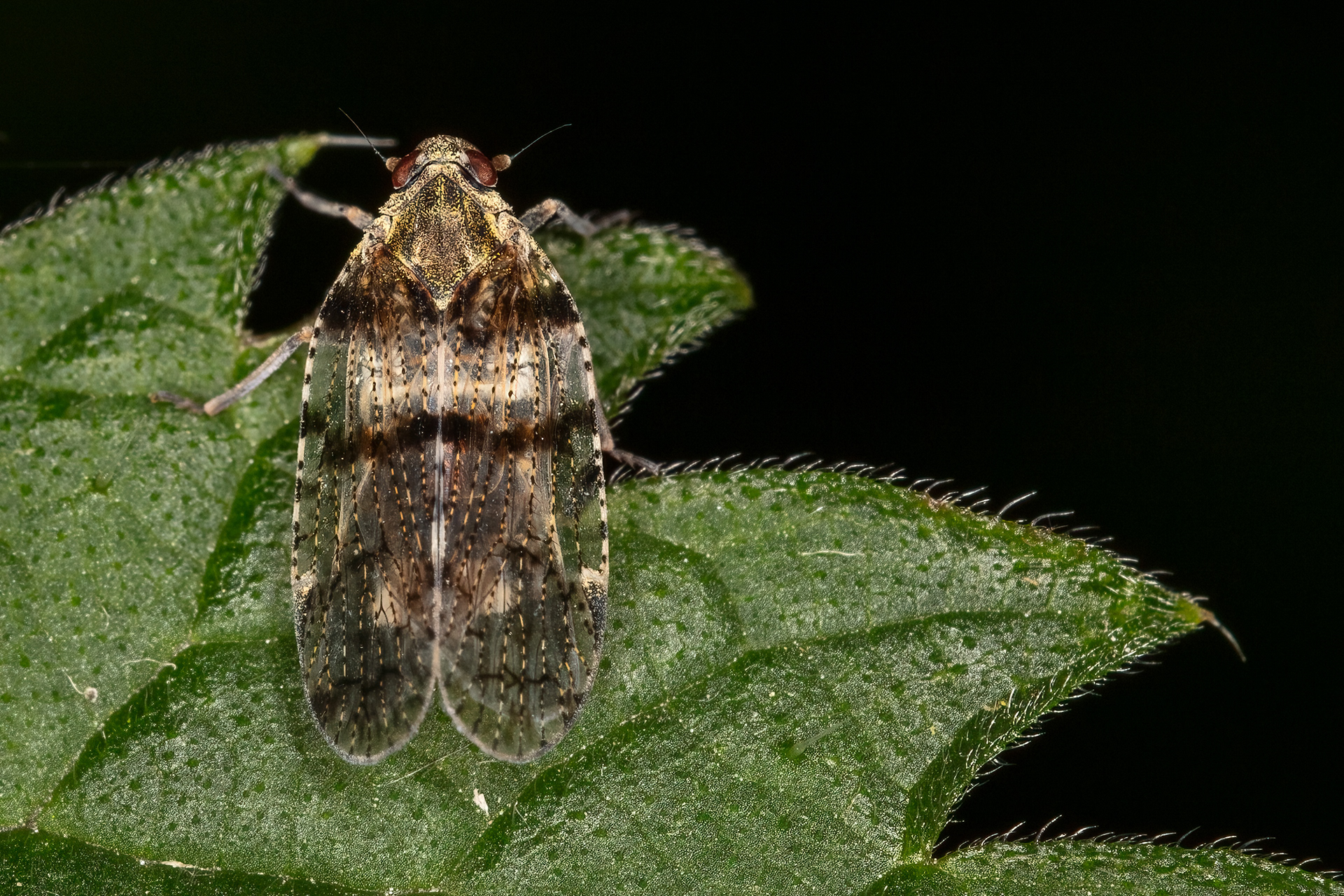 Common lacehopper (Cixius nervosus)