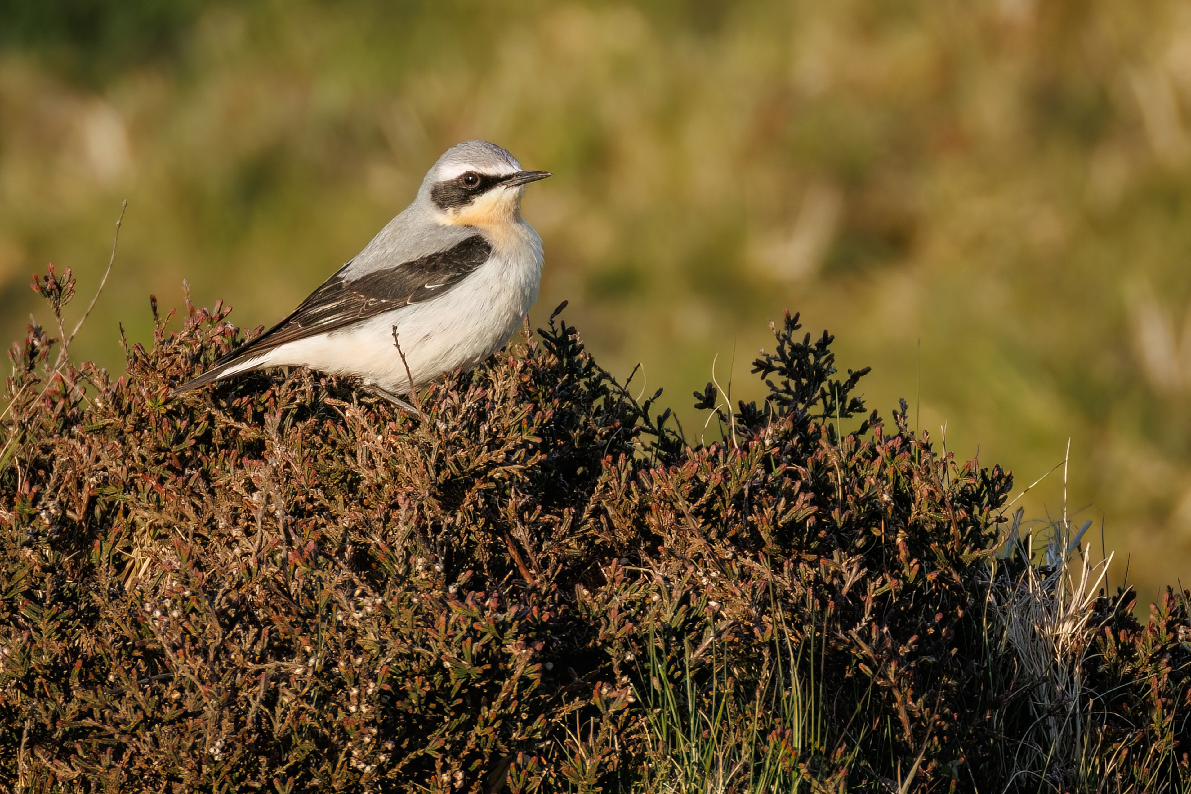 Wheatear