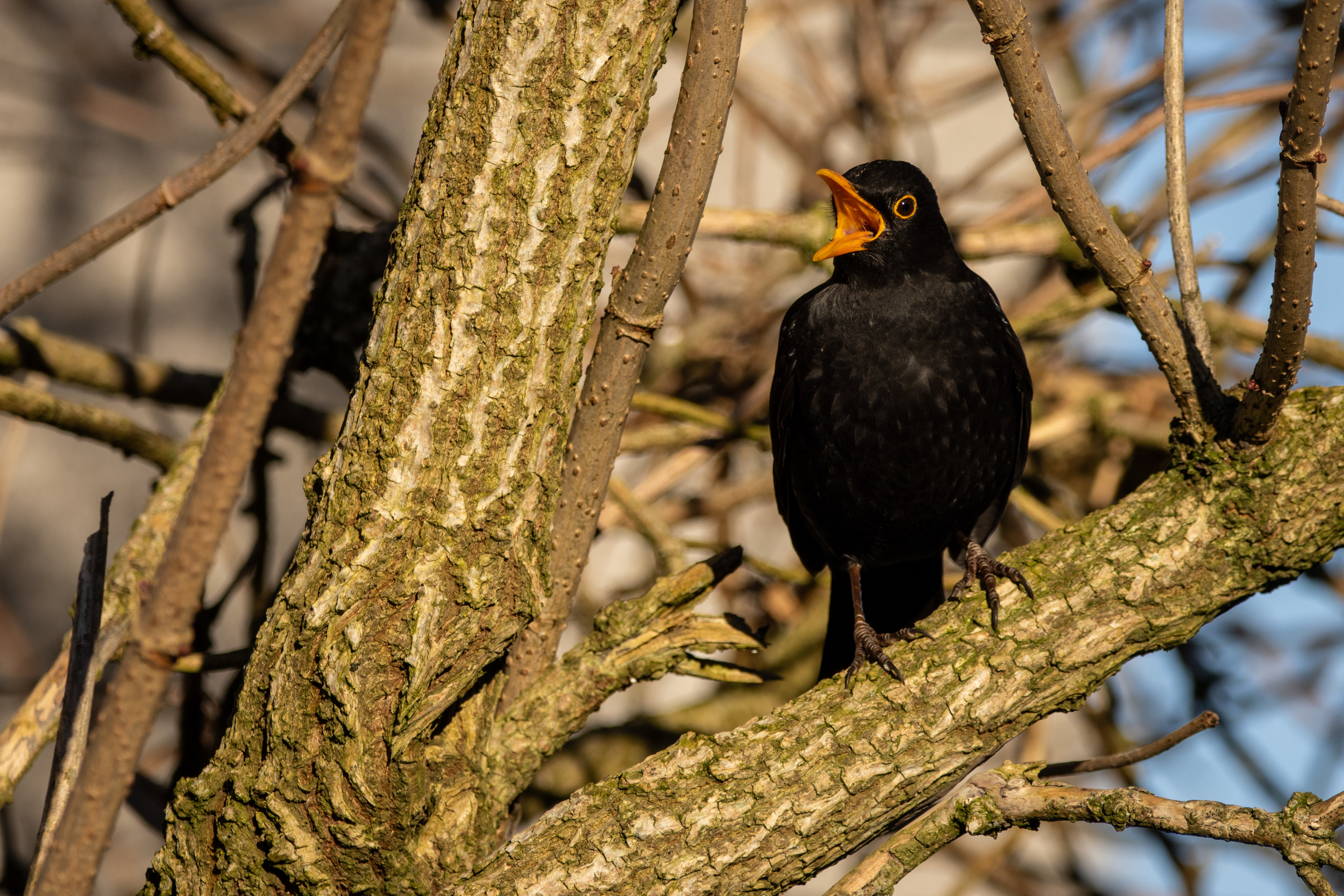 Blackbird (male)