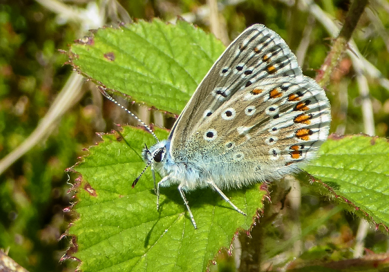 Common Blue Butterfly