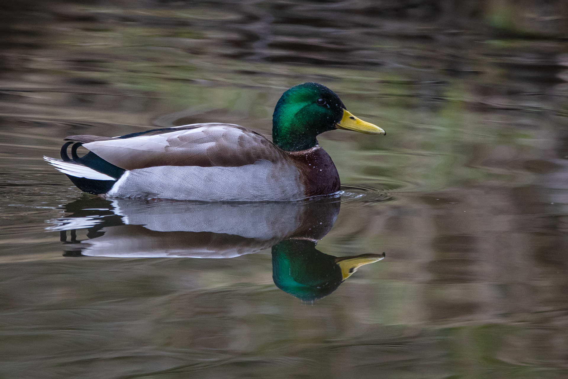 Mallard (male)