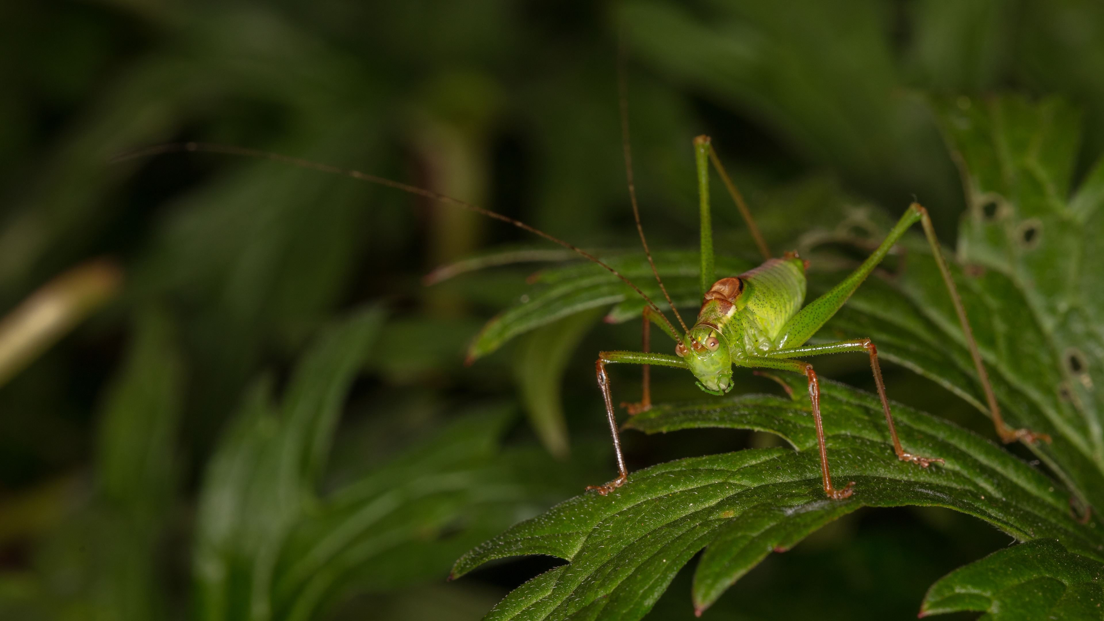 Speckled Bush Cricket