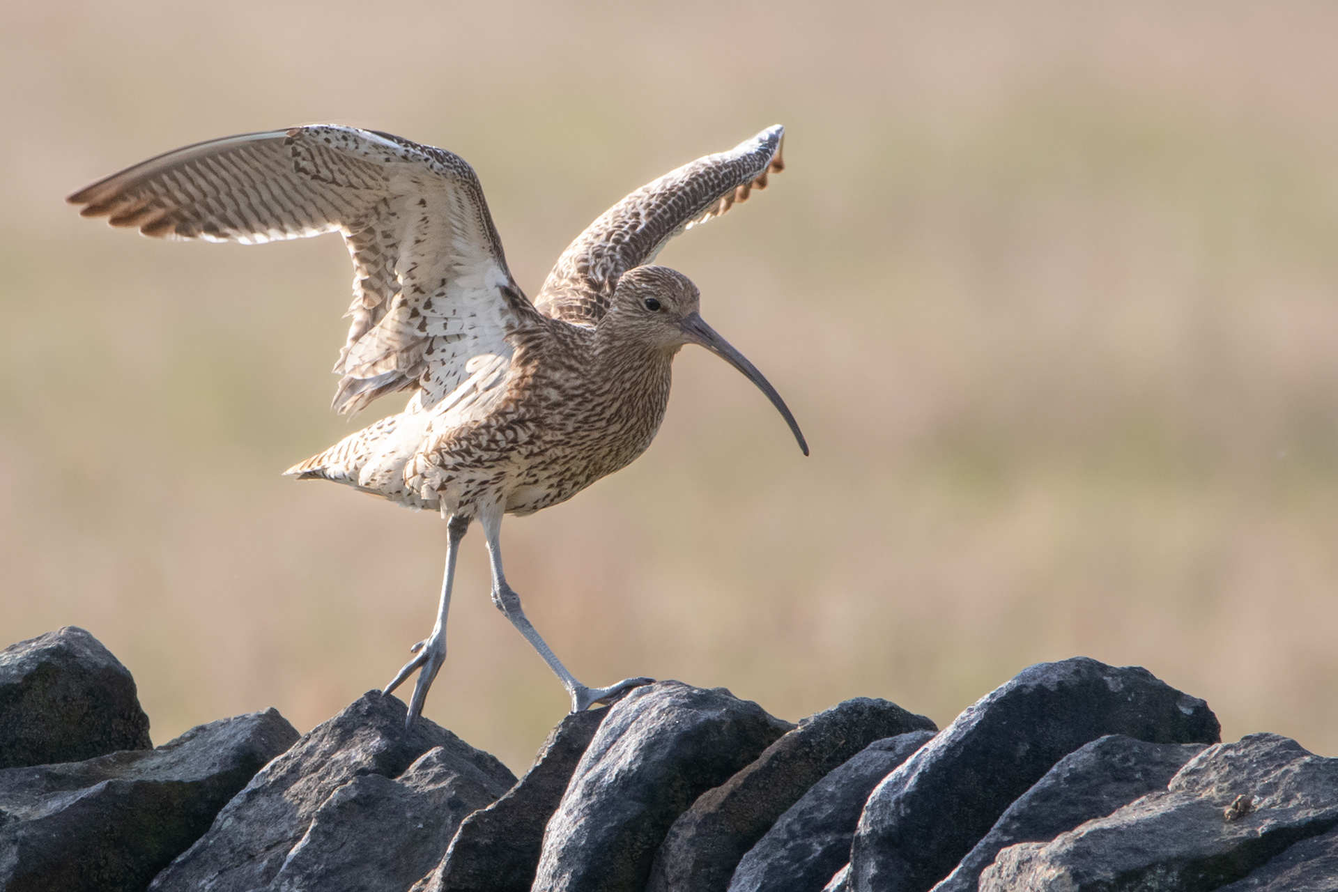Curlew