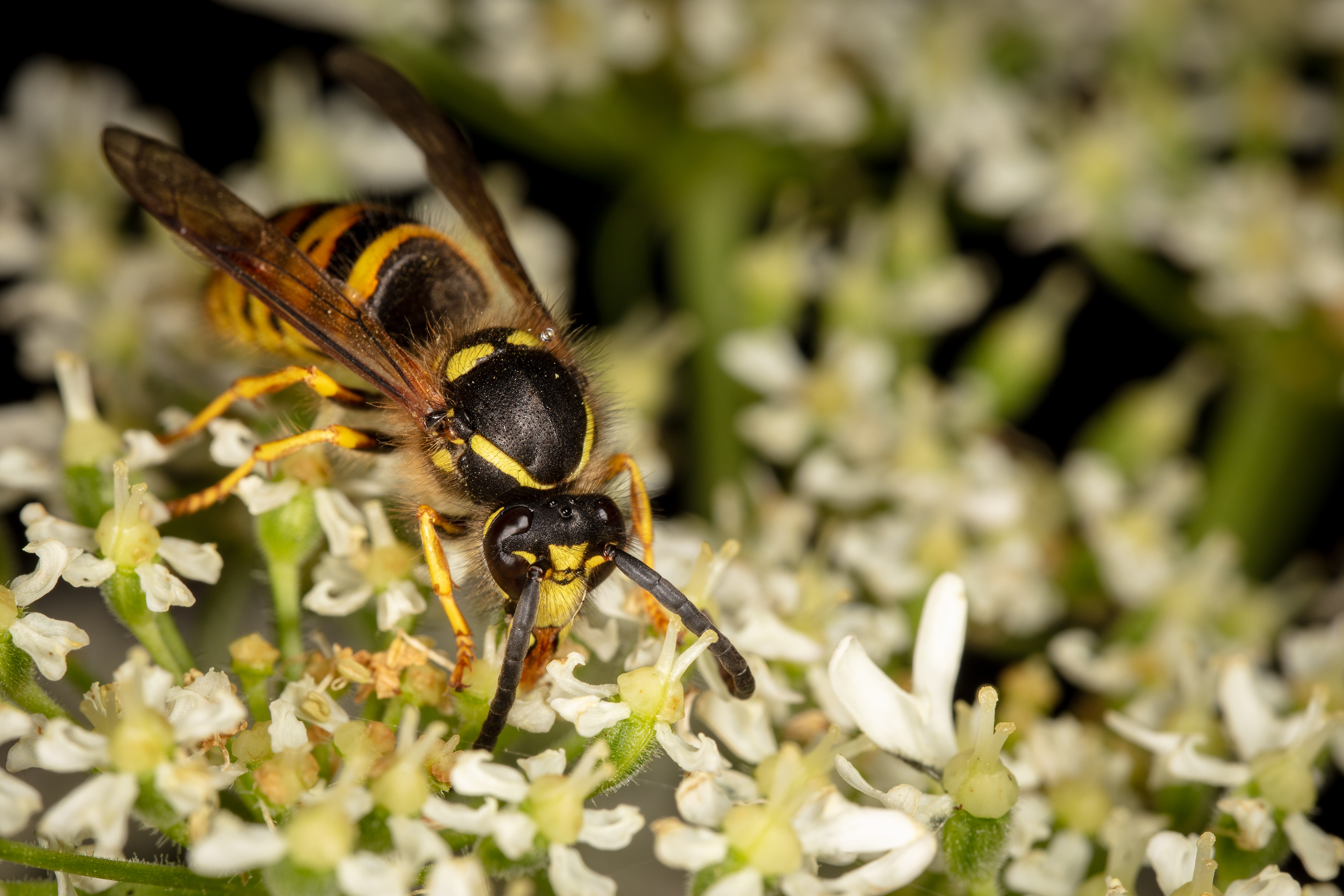 Tree Wasp