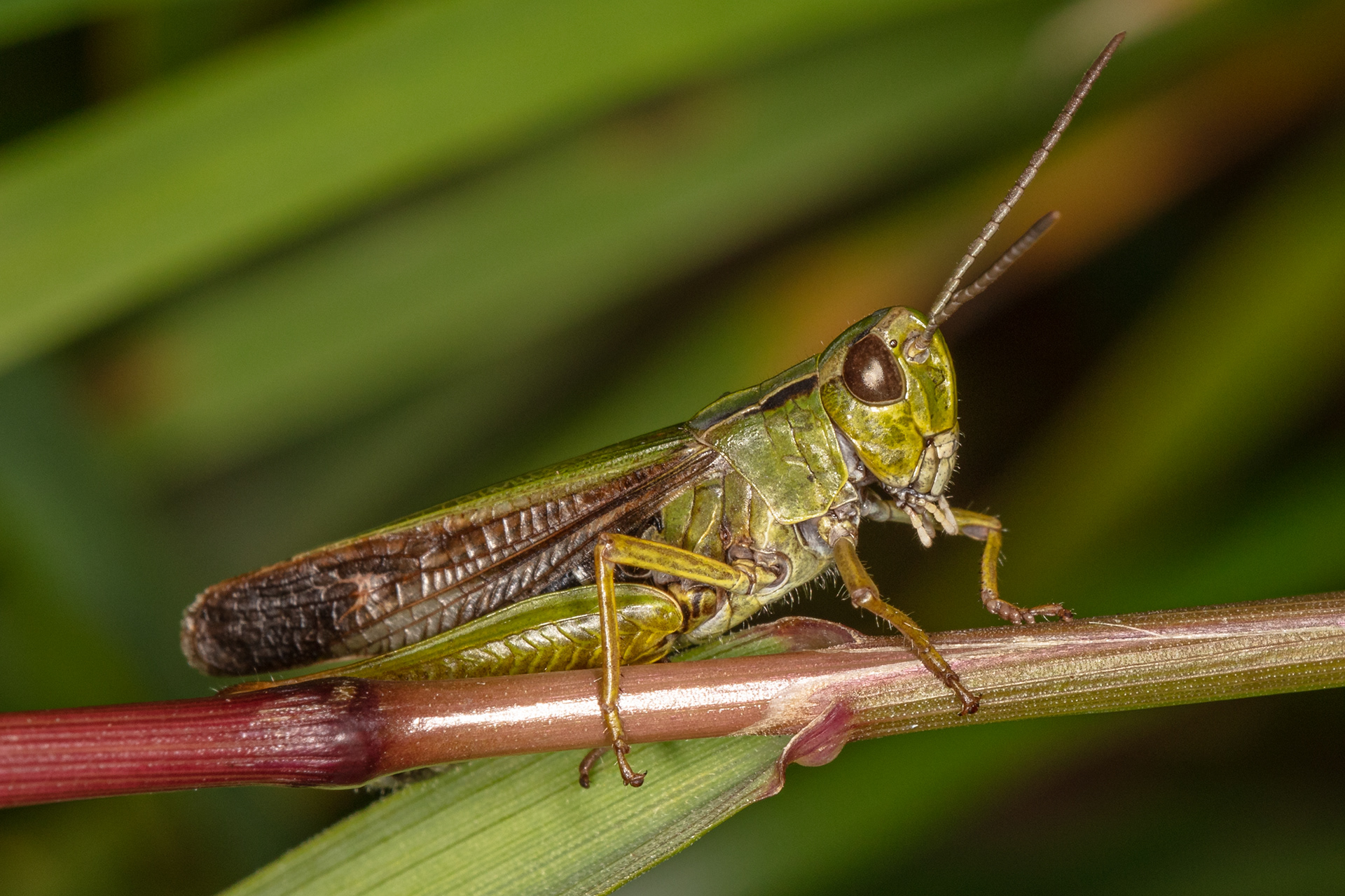 Common Green Grasshopper