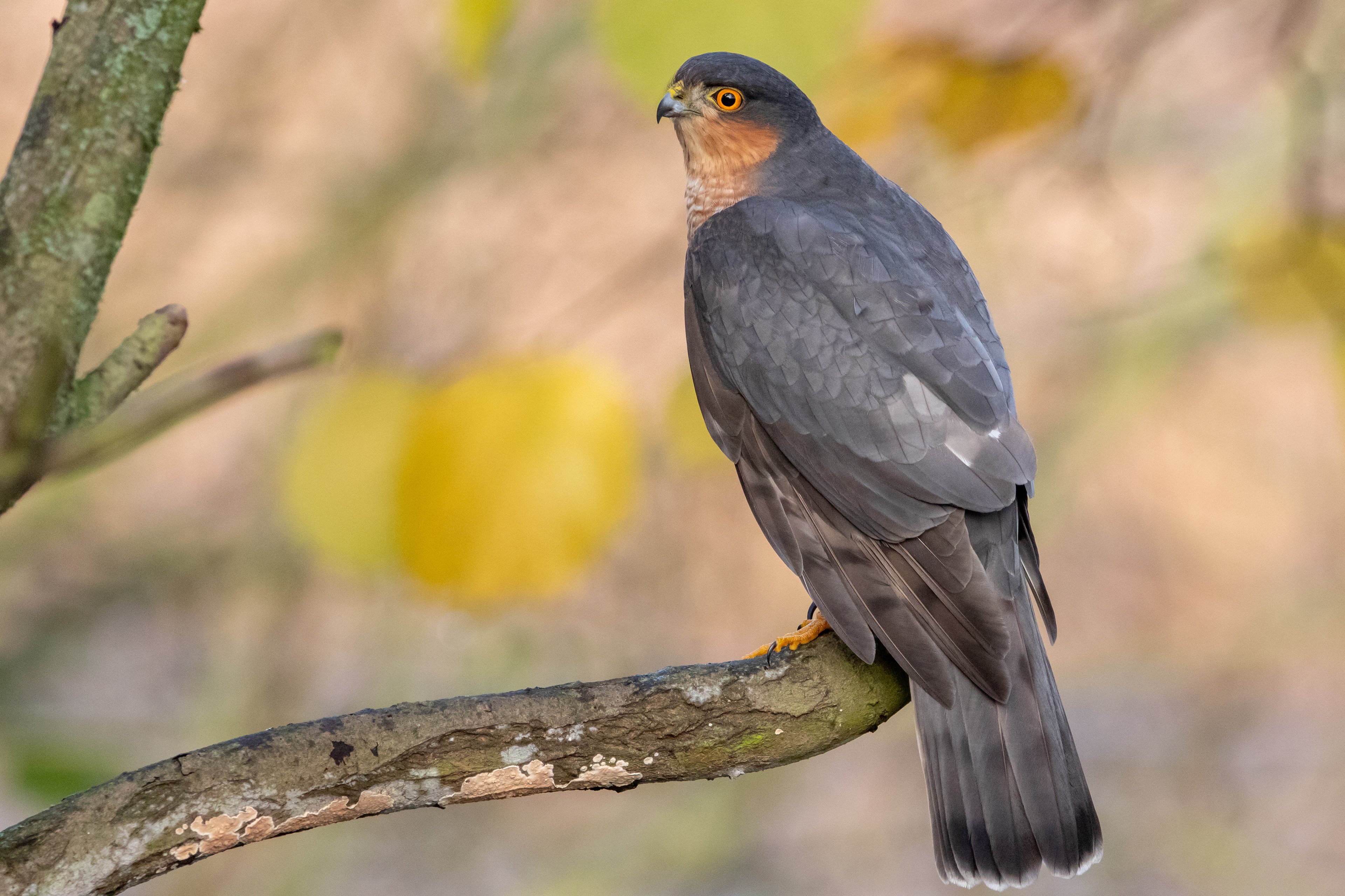 Sparrowhawk (male)