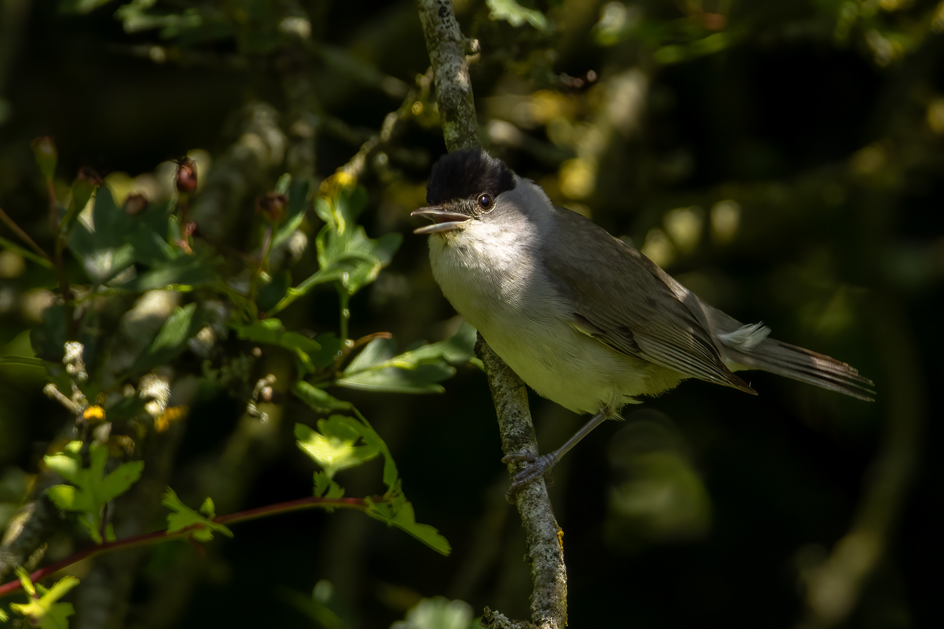 Blackcap (male)