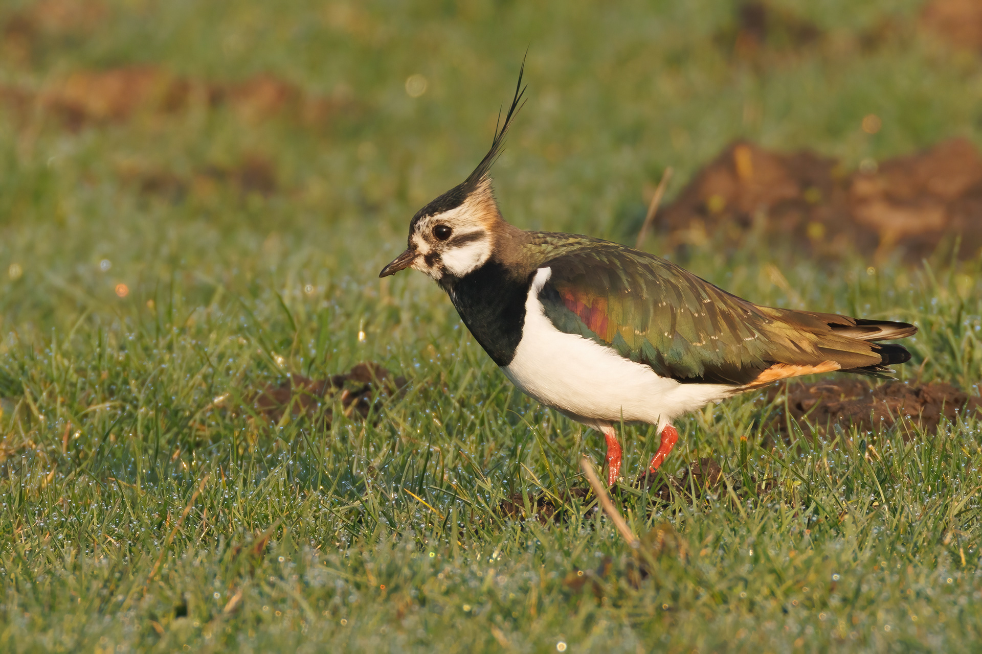 Lapwing