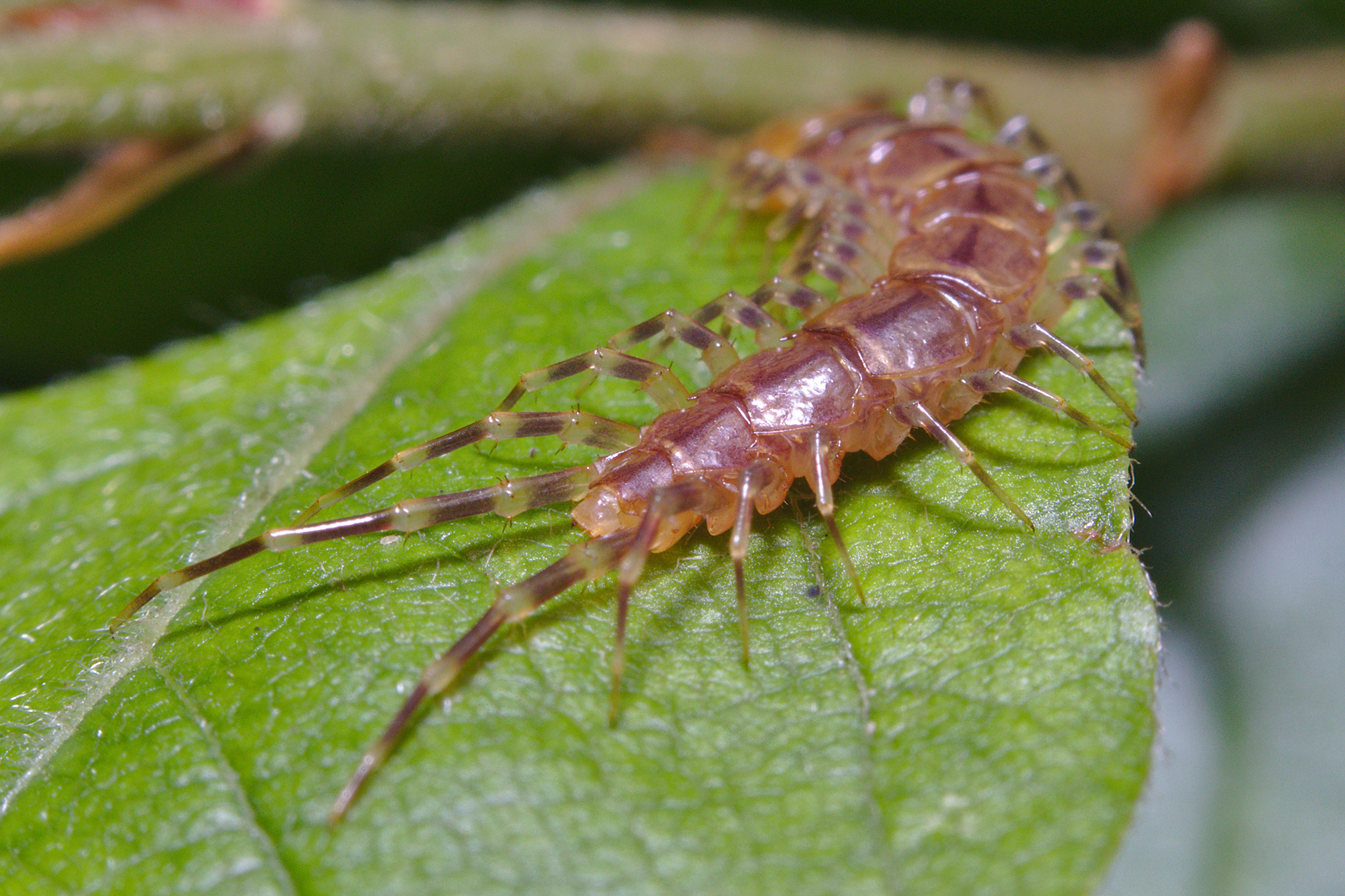 Common Banded Centipede