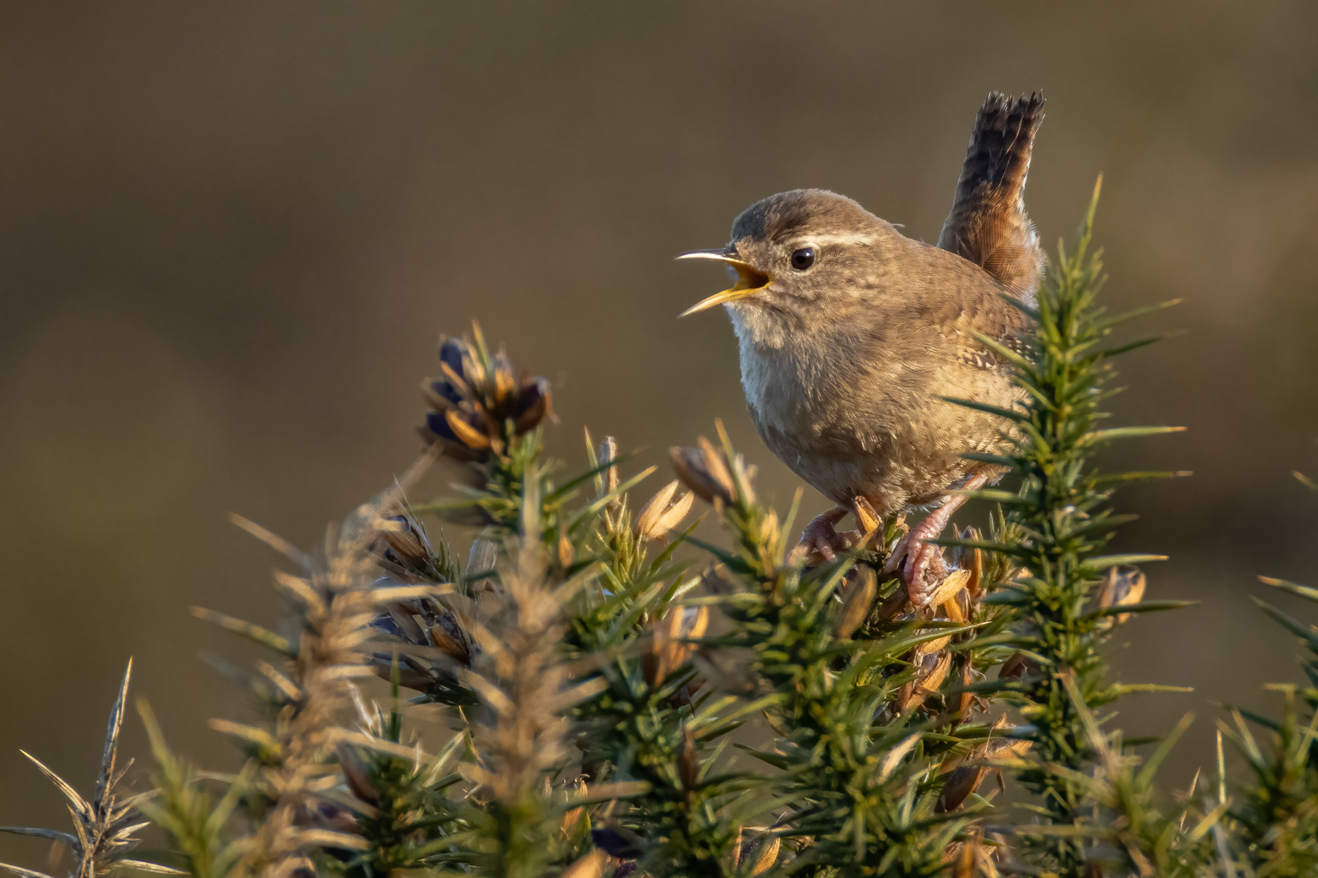 Wren