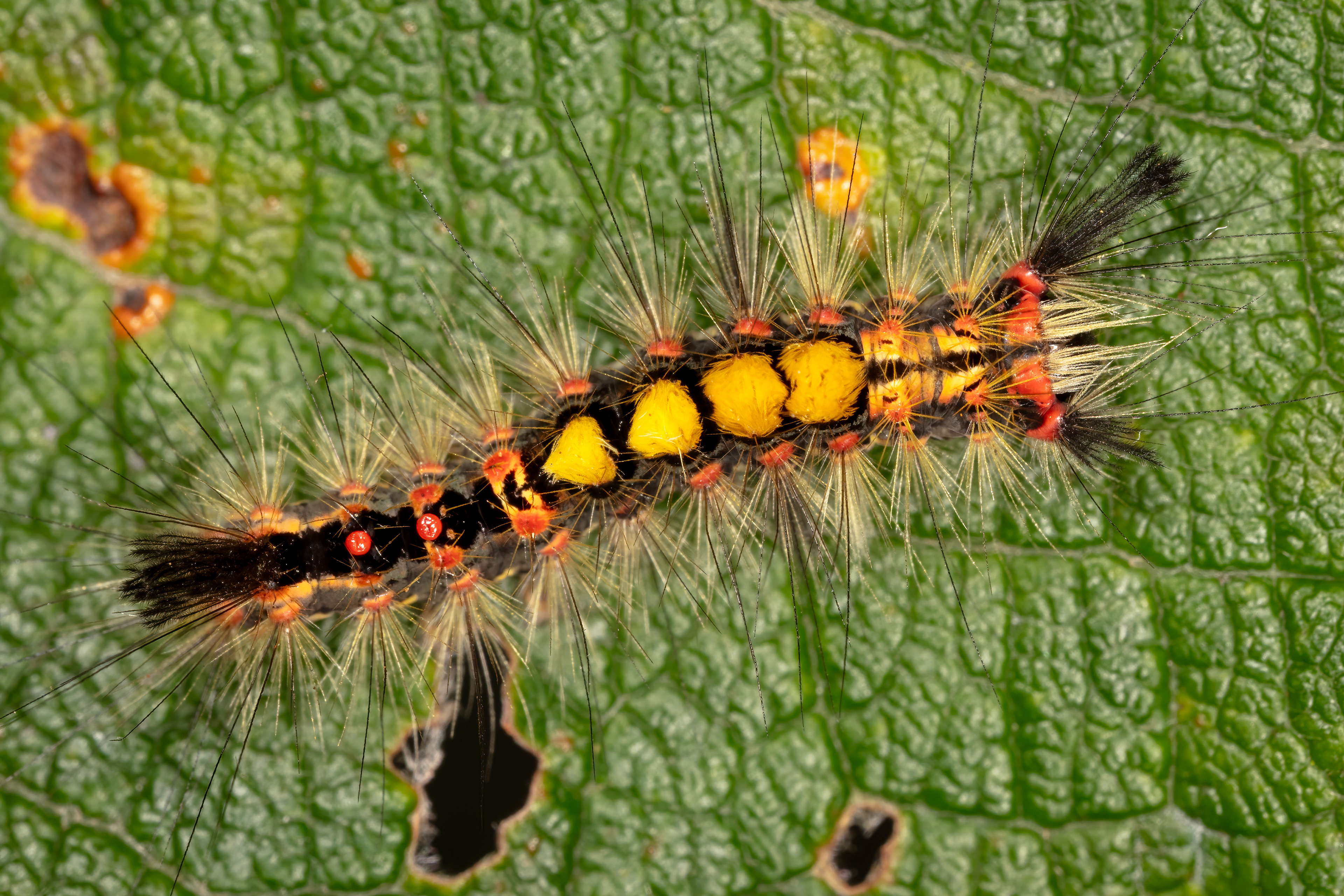 Vapourer Moth Caterpillar