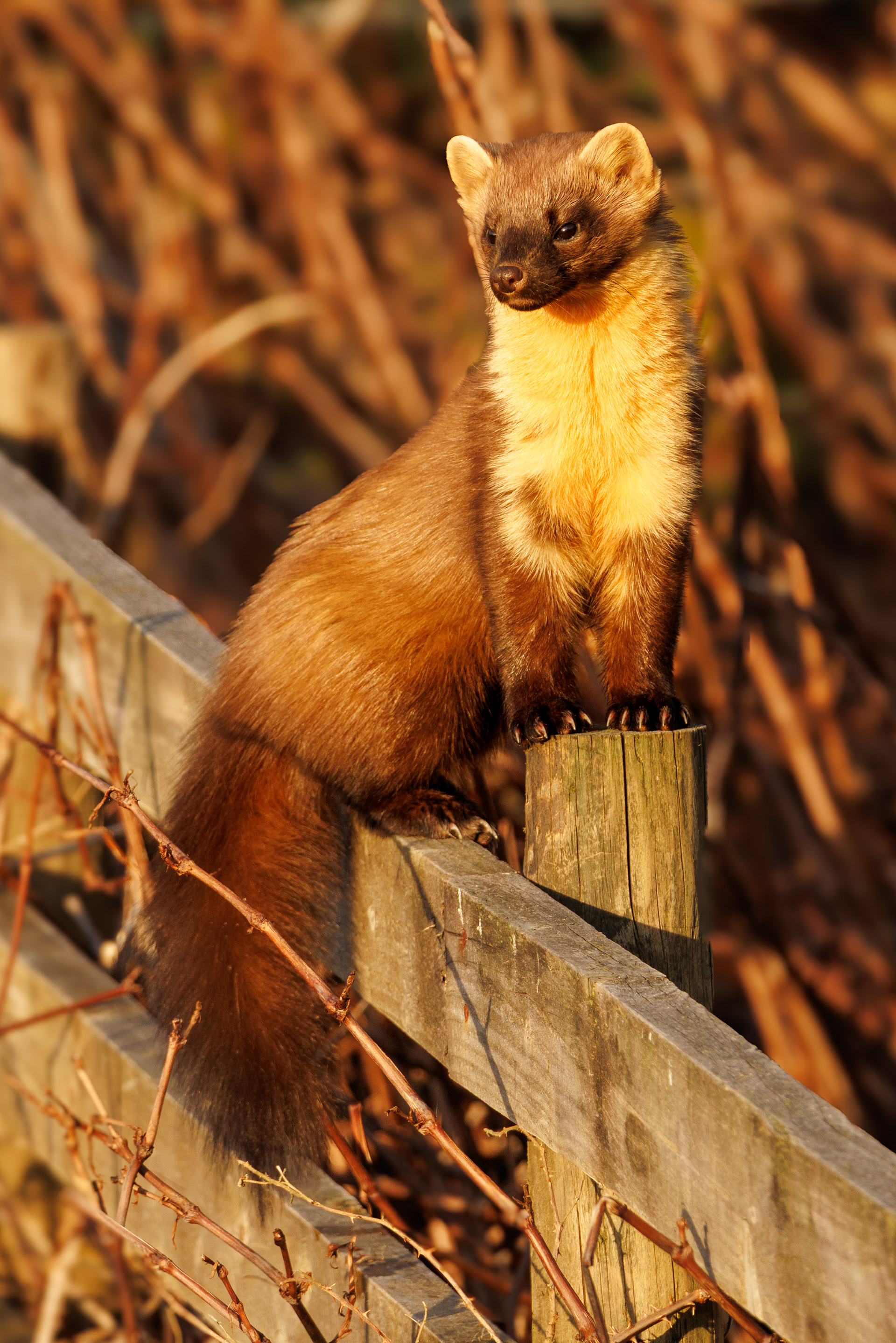 Pine Marten