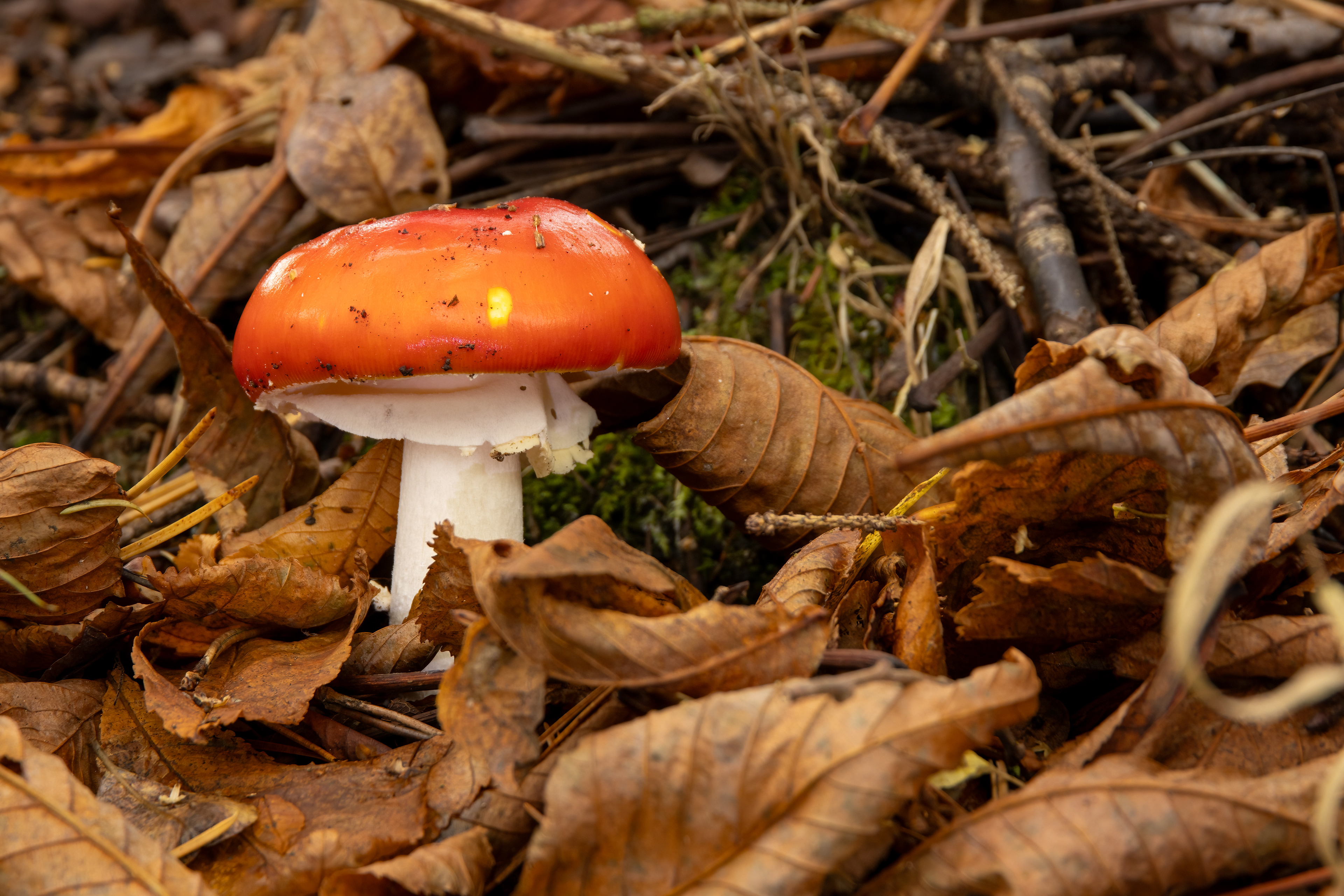 Fly Agaric