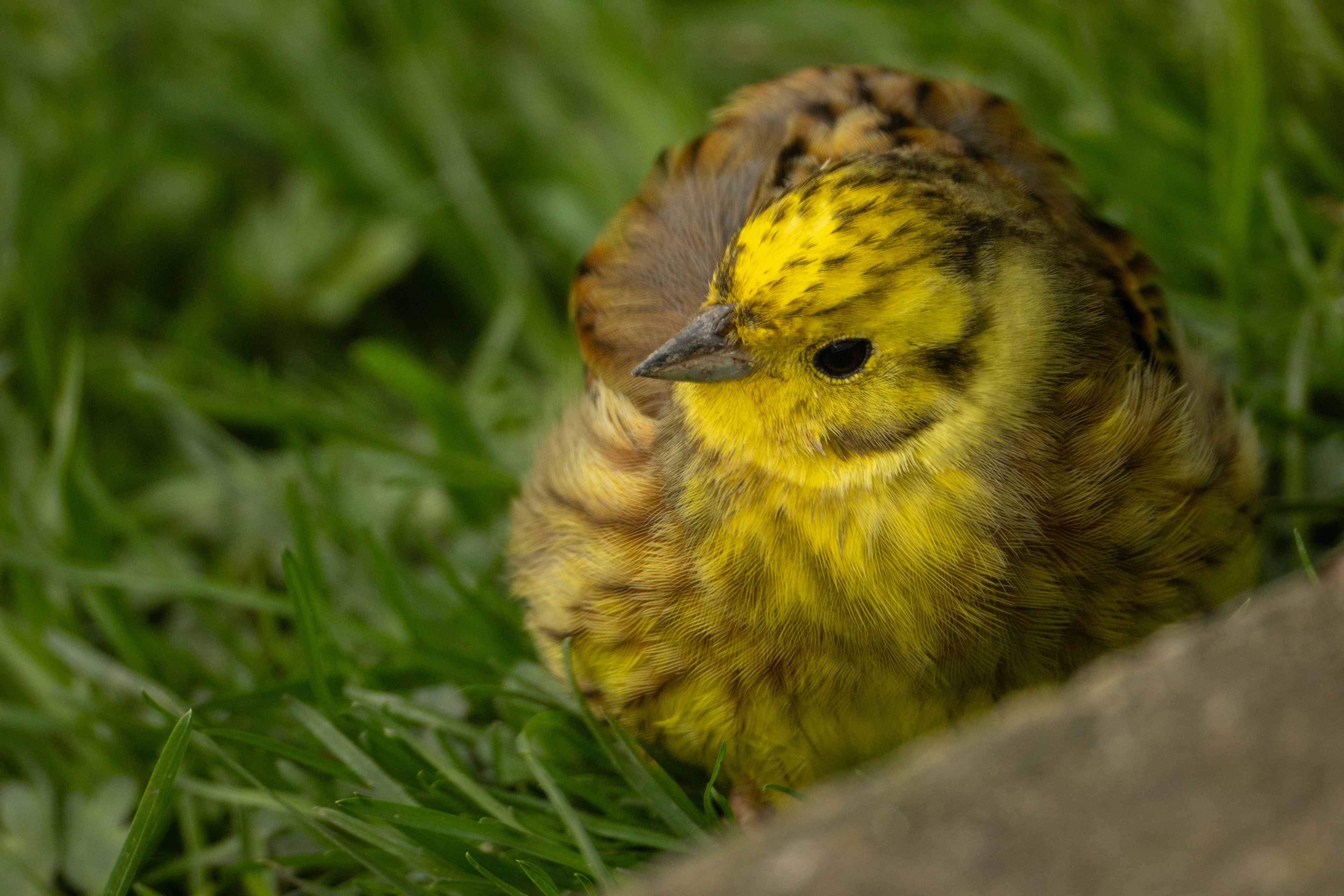 Yellowhammer (juvenile)
