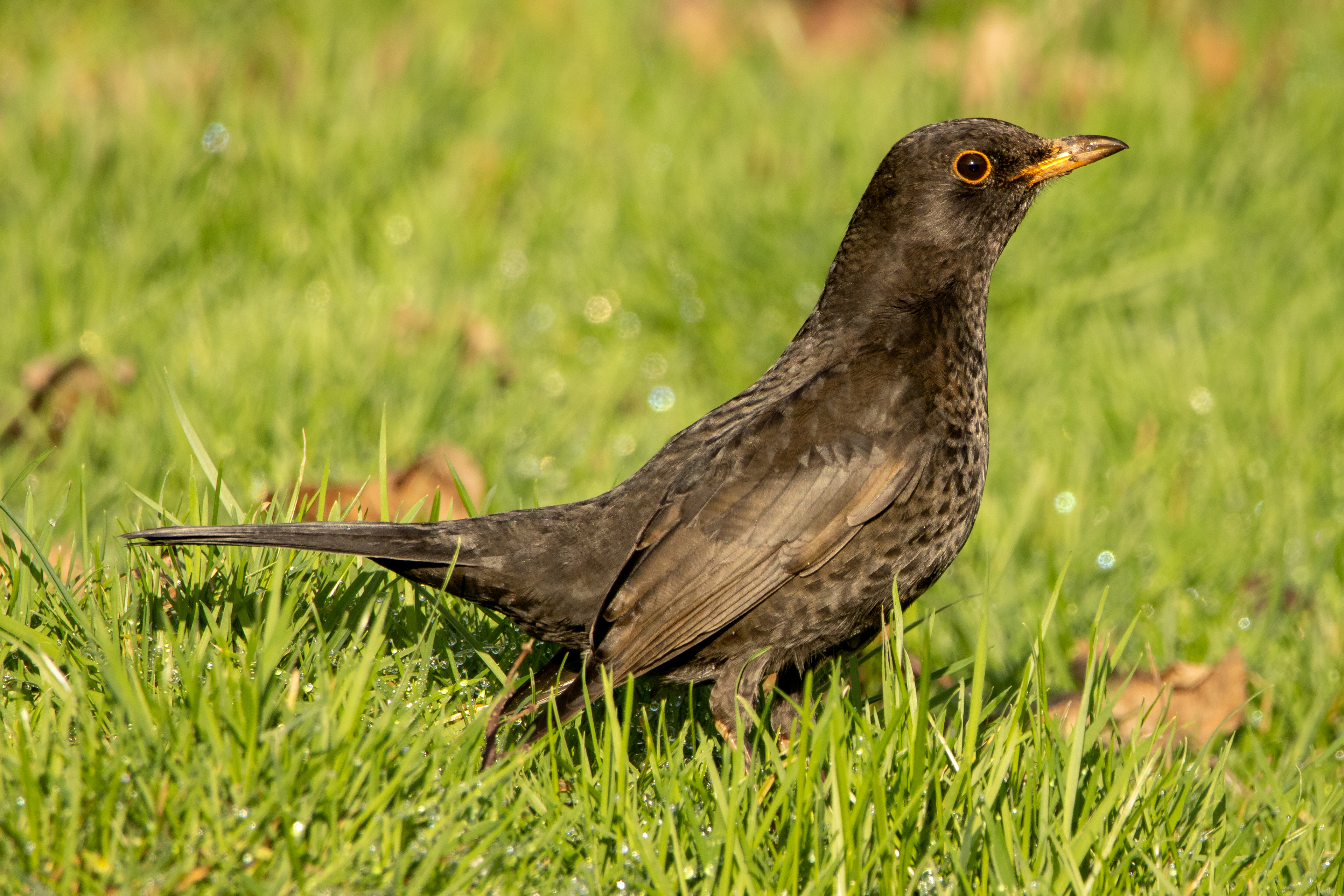 Blackbird (female)