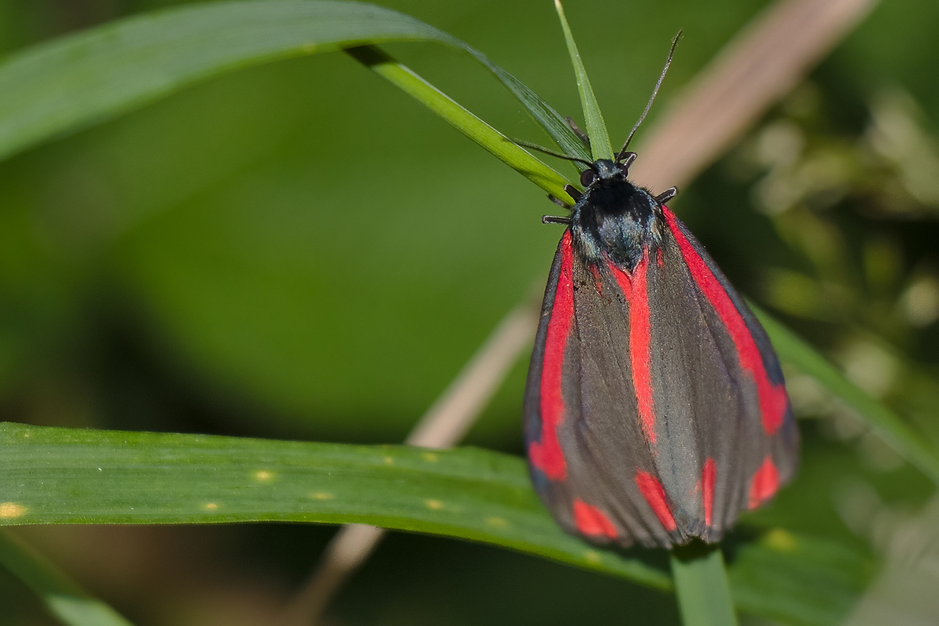 Cinnabar Moth