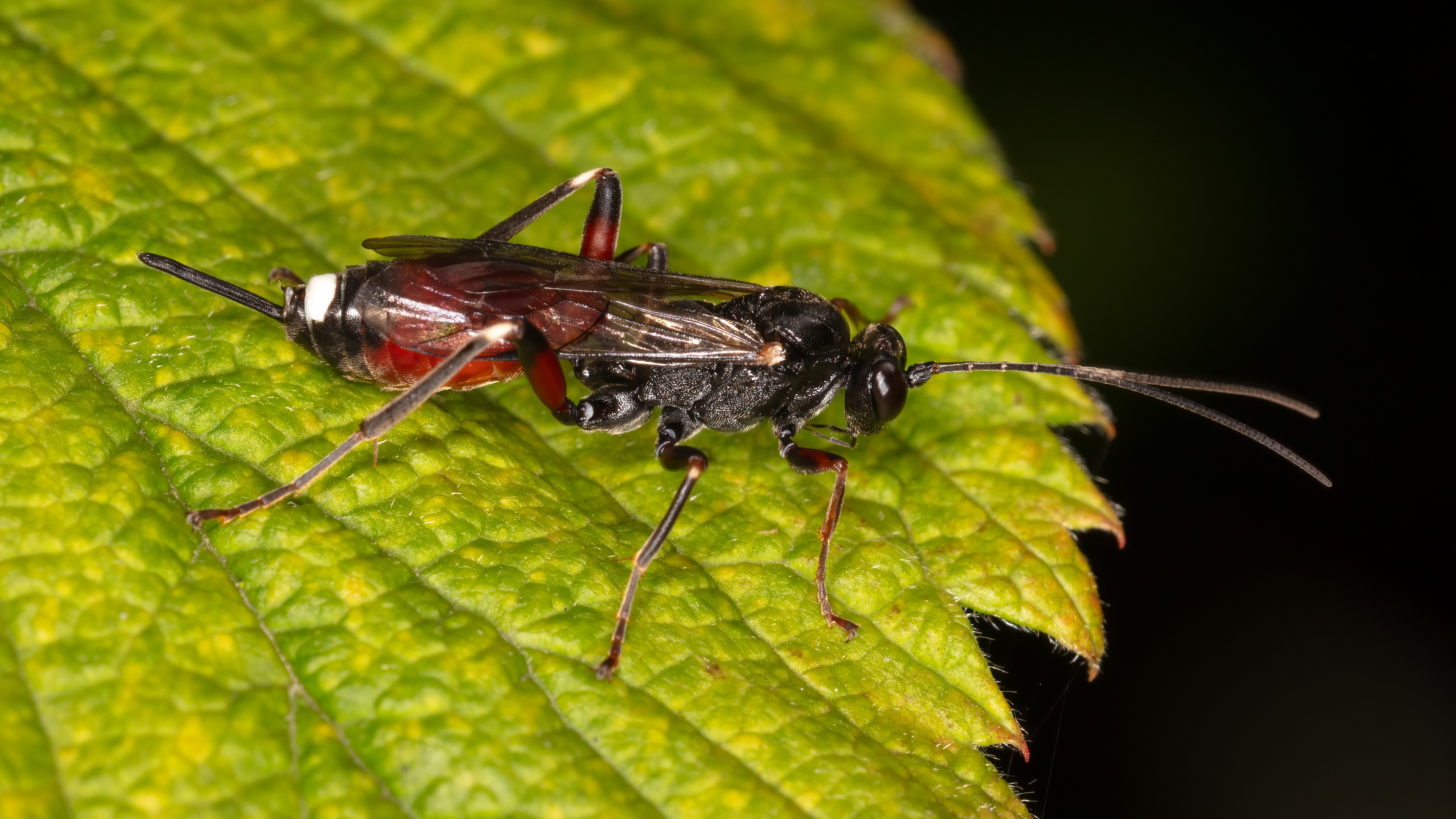 Ichneumonid Wasp (Aritranis director)