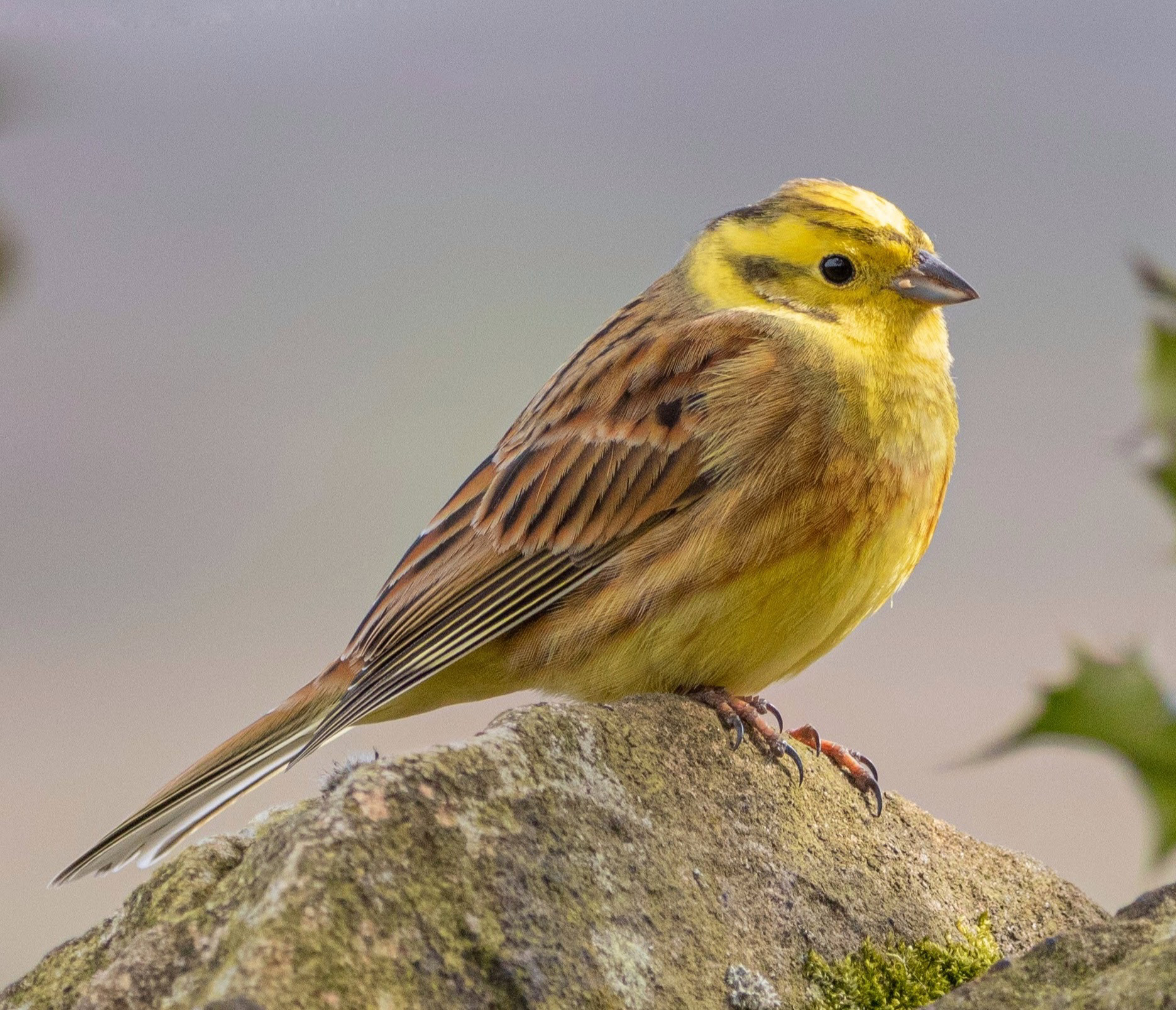 Yellowhammer (male)