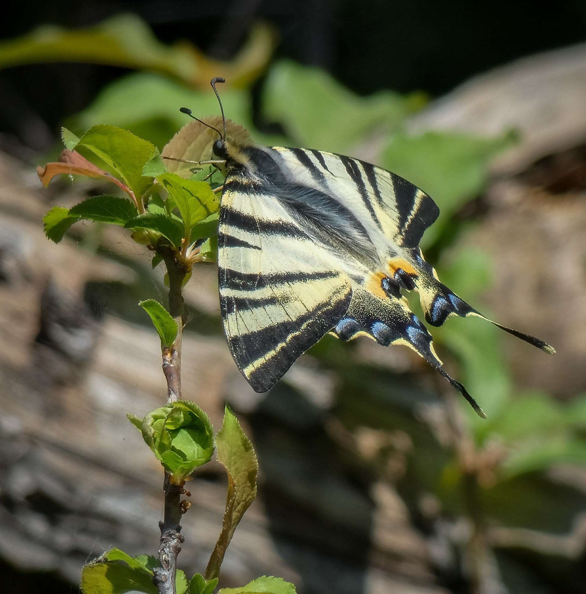 Scarce Swallowtail Butterfly (Montenegro)