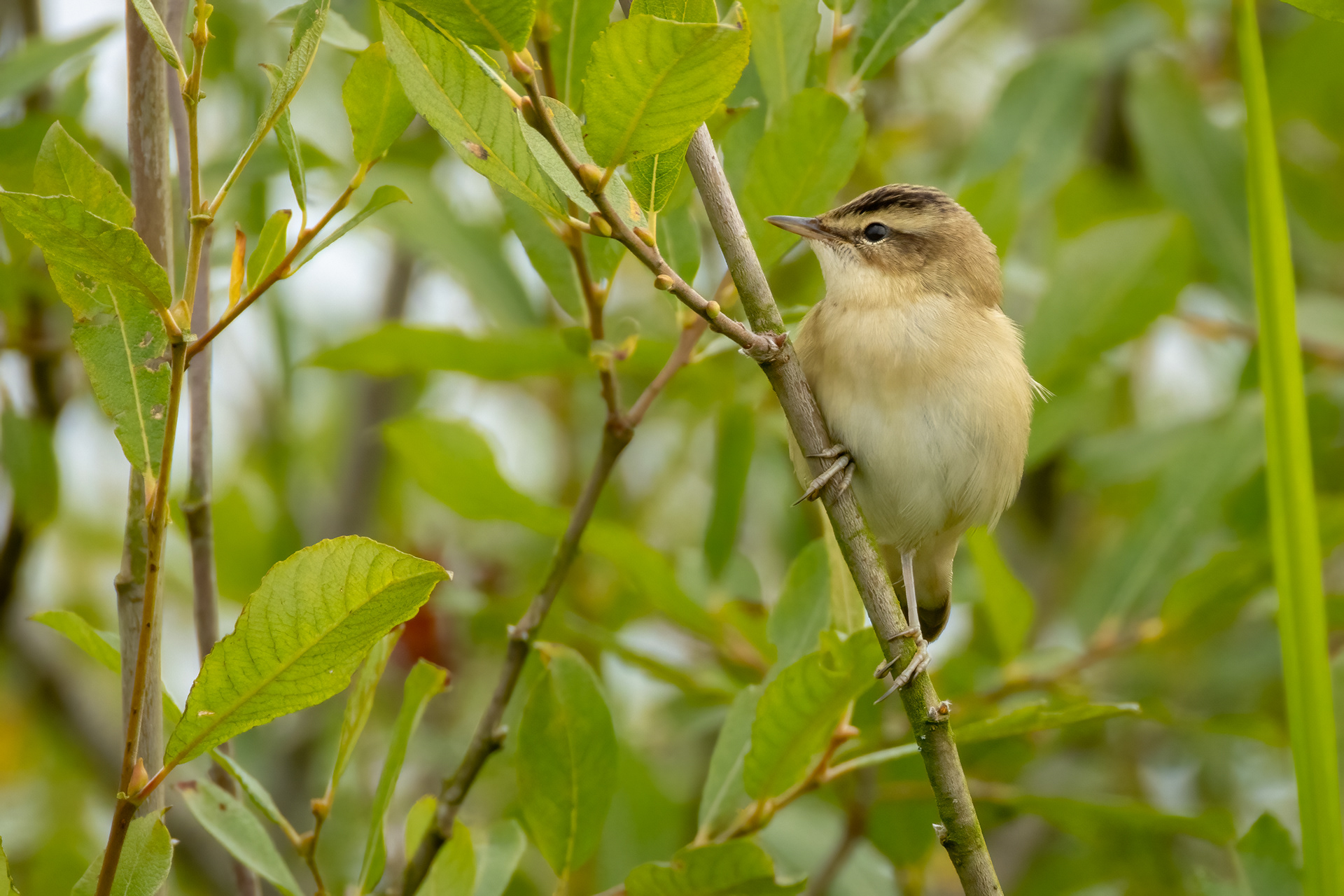 Sedge Warbler