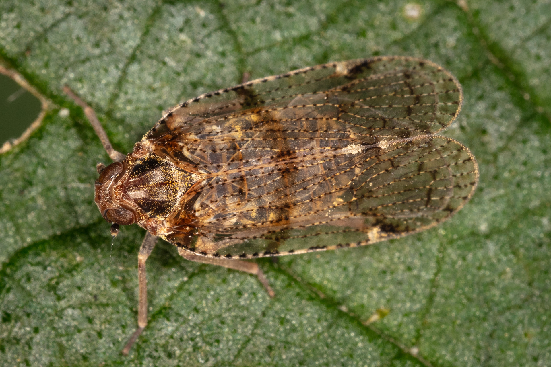 Cixius nervosus (Cixildae)