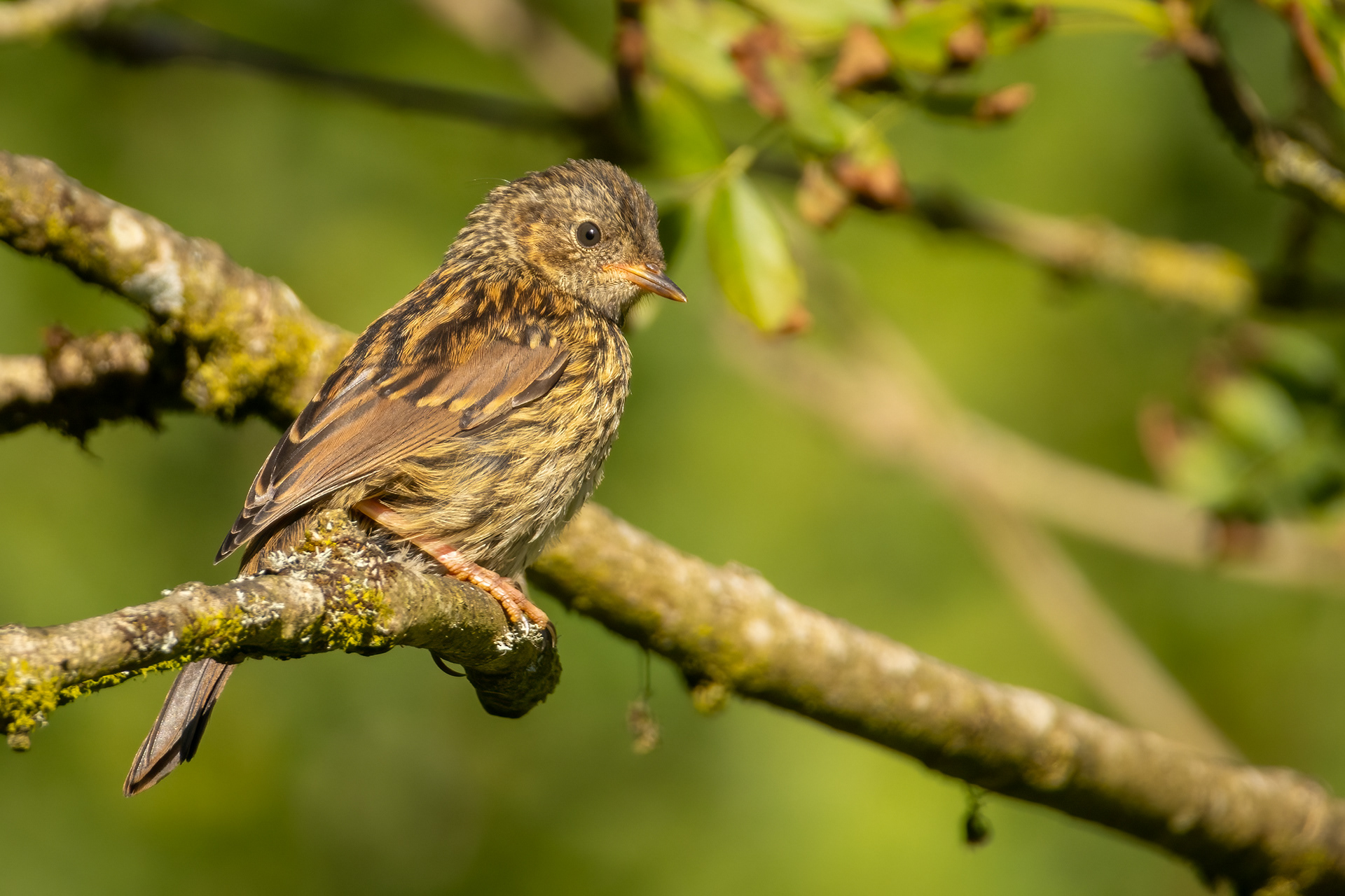 Dunnock (juvenile)