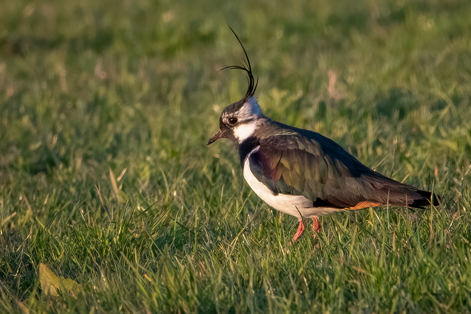 Lapwing 