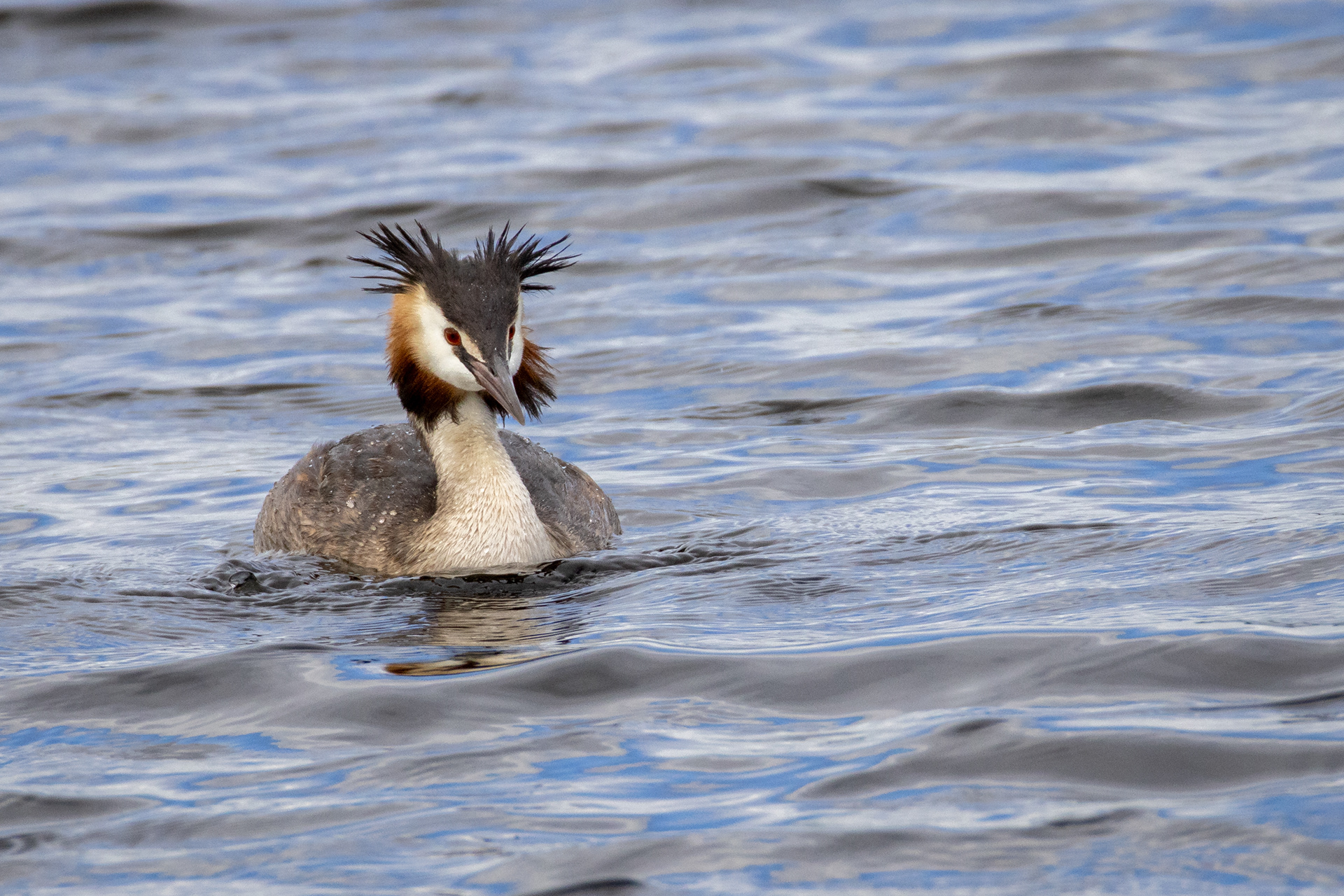 Great Crested Grebe
